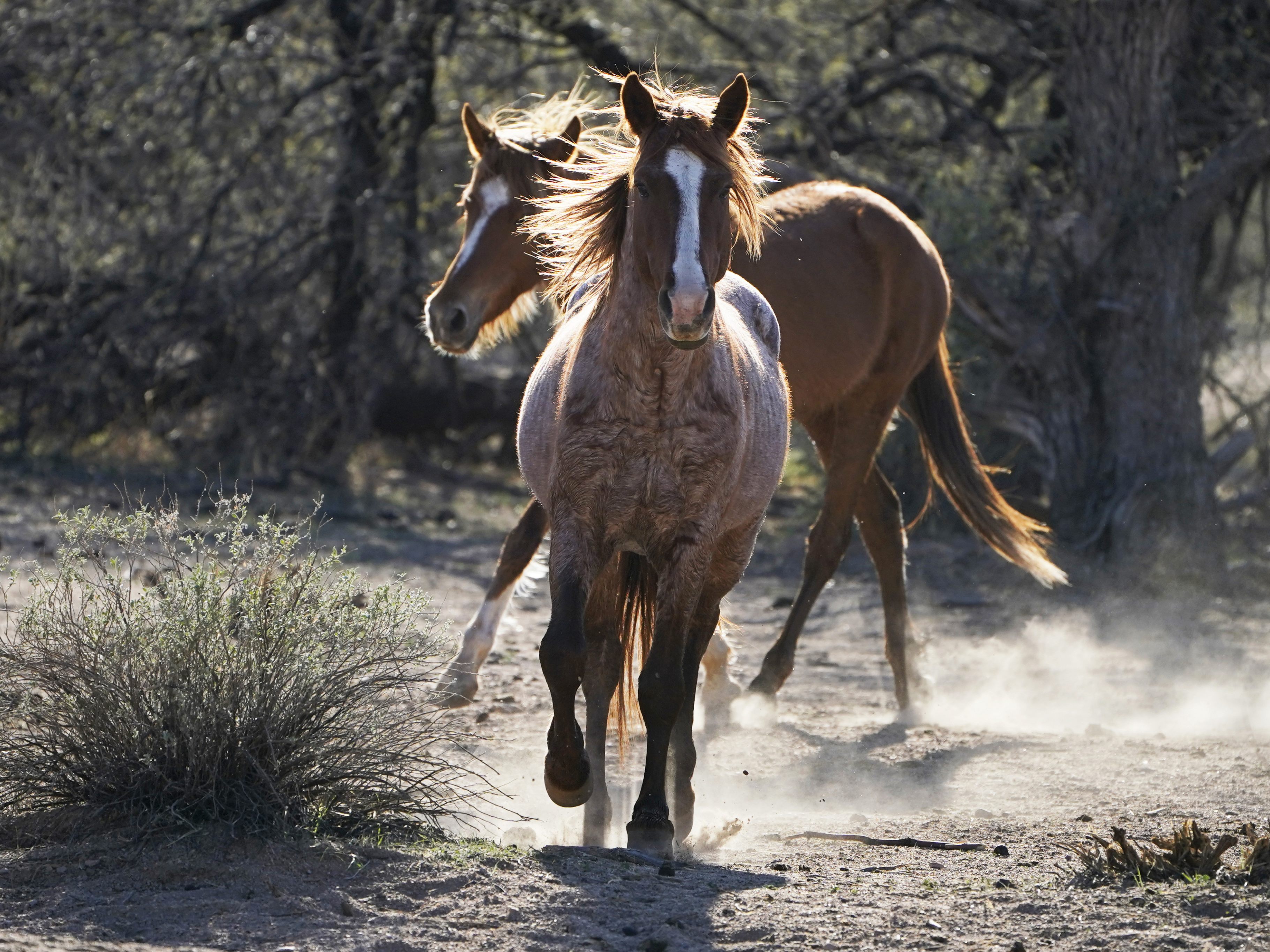 Wildpferde in Arizona.