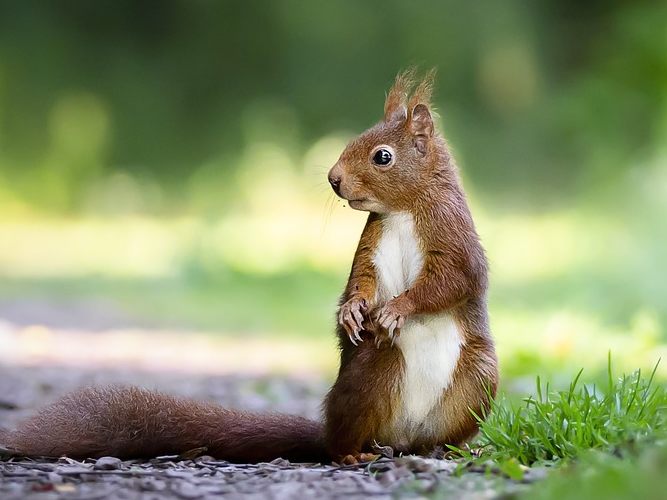 Niki Colemont fotografiert am liebsten Eichhörnchen.