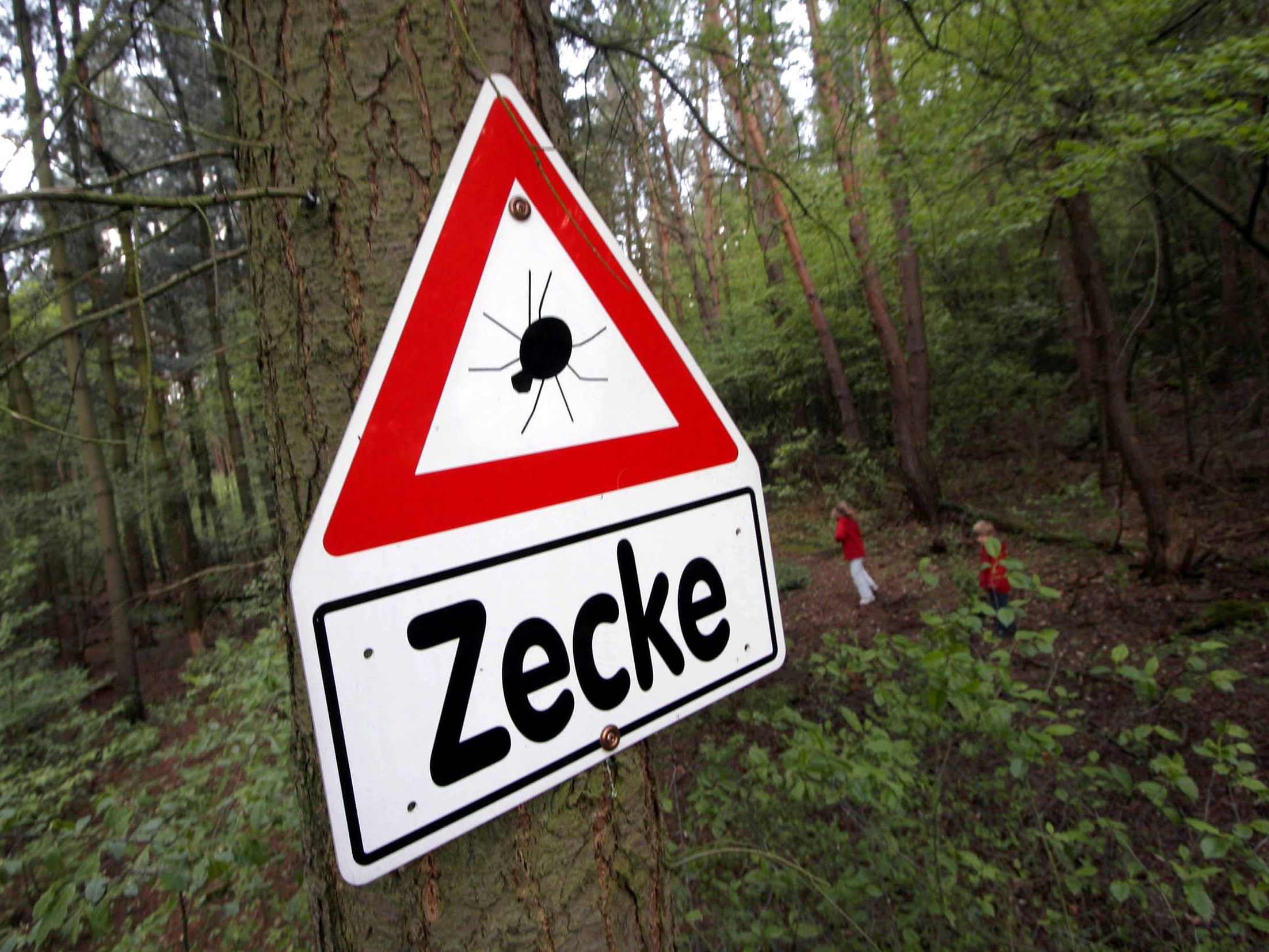 Zecken gehören zu den Überträgern der FSME-Viren. Zecken gehören zu den Überträgern der FSME-Viren.
