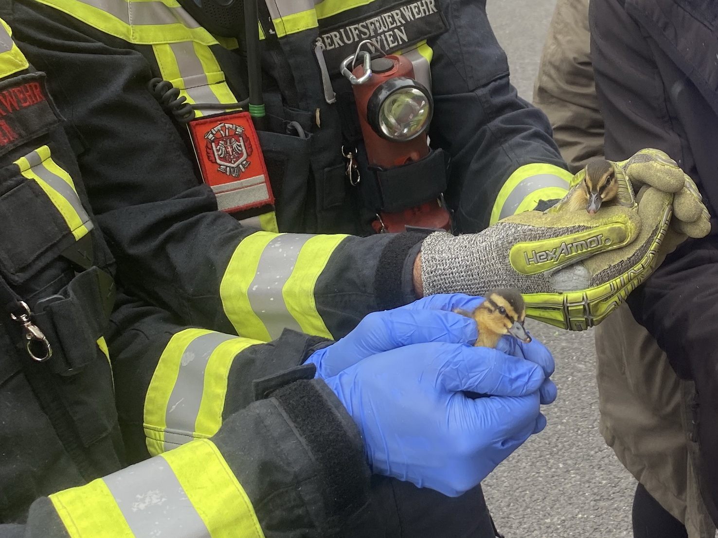 Zwölf Entenküken wurden in die Wildtierstation der Stadt Wien nach Laxenburg gebracht. Zwölf Entenküken wurden in die Wildtierstation der Stadt Wien nach Laxenburg gebracht.