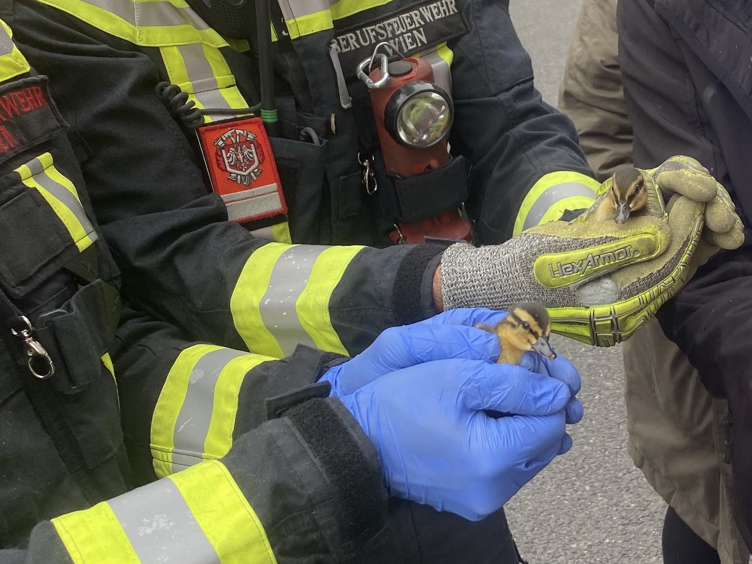 Zwölf Entenküken wurden in die Wildtierstation der Stadt Wien nach Laxenburg gebracht.