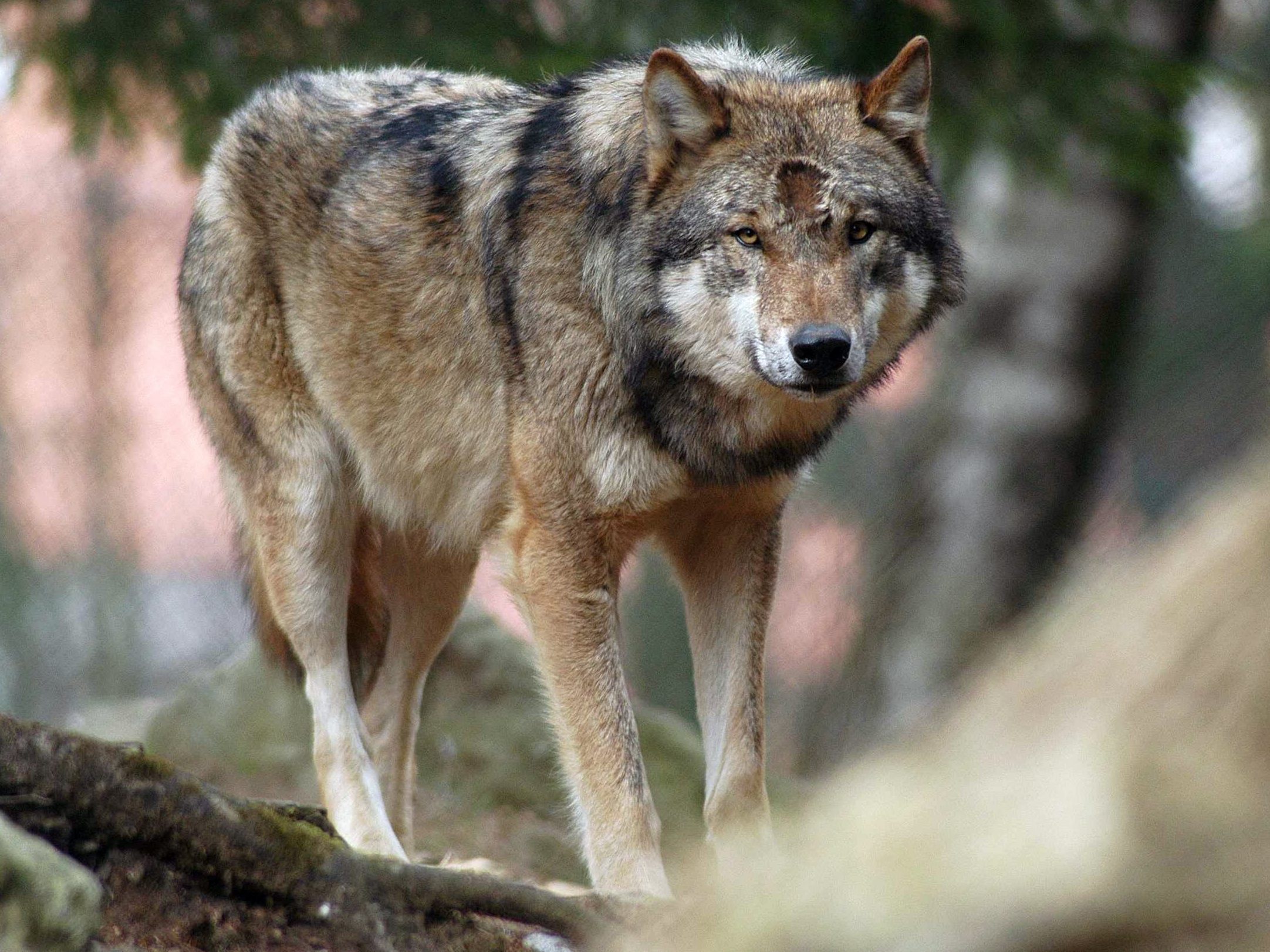Wölfe aus Naturschutzsicht gut, aber die Schafe und Ziegen gehören besser vor ihnen geschützt. Wölfe aus Naturschutzsicht gut, aber die Schafe und Ziegen gehören besser vor ihnen geschützt.