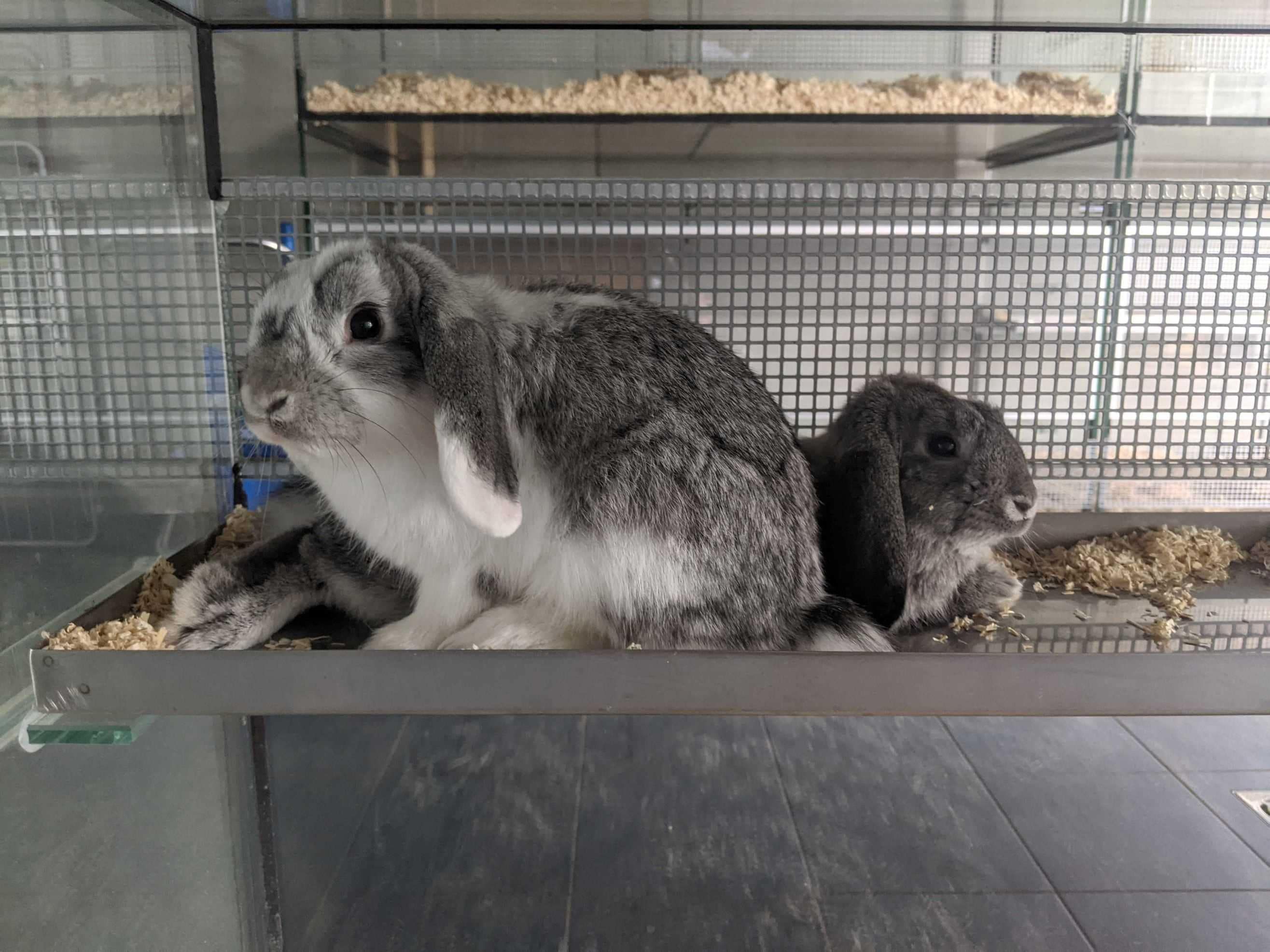 Könnte dieses Kaninchen ein Ostergeschenk gewesen sein? Könnte dieses Kaninchen ein Ostergeschenk gewesen sein?