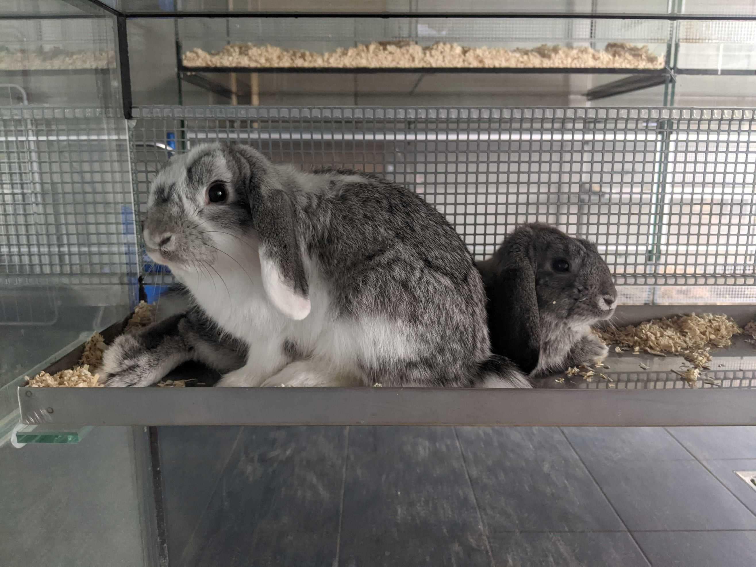 Könnte dieses Kaninchen ein Ostergeschenk gewesen sein?