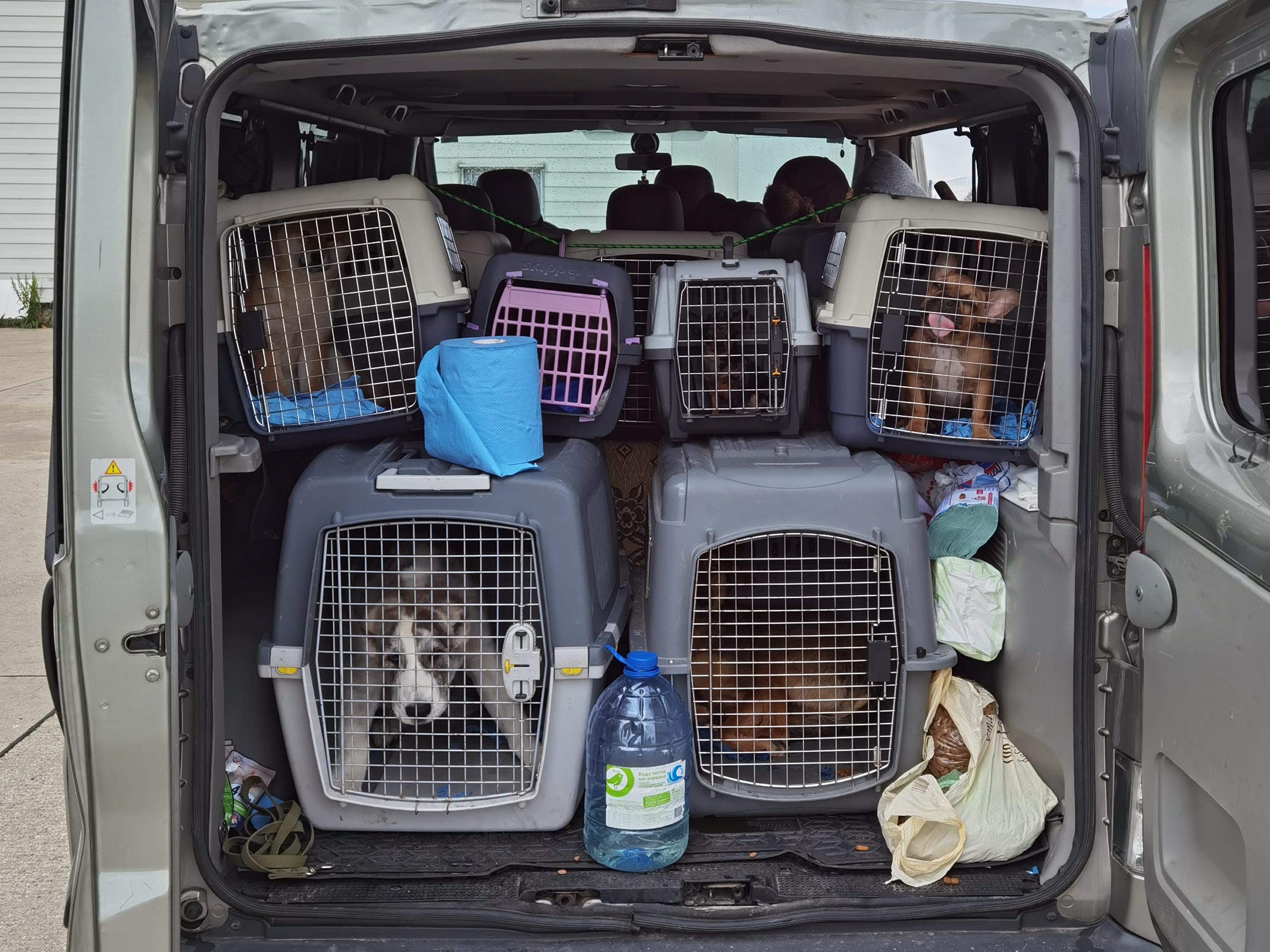 Die Hundewelpen hätten laut Finanz insgesamt rund 15.000 Euro einbringen können.