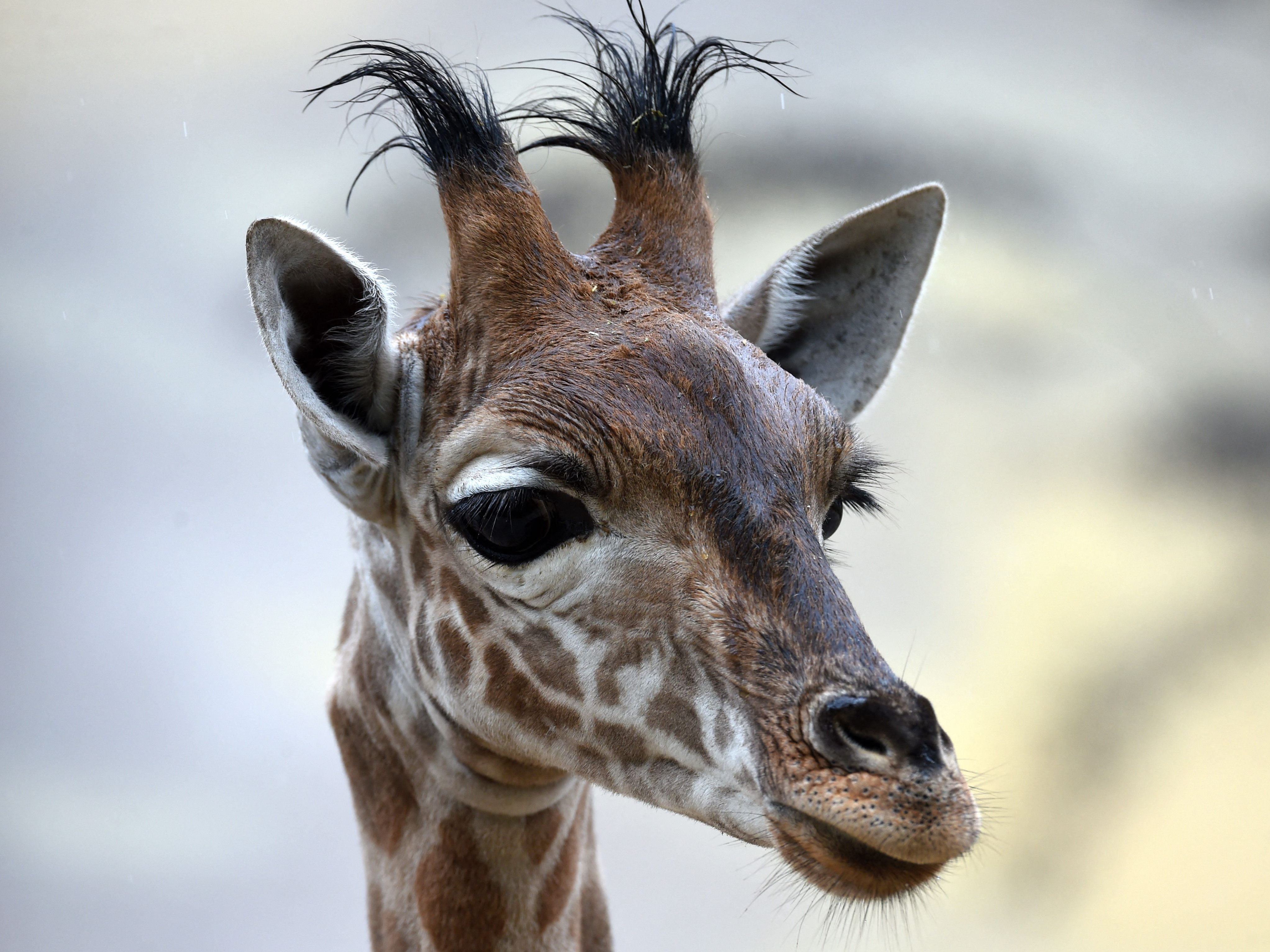 Die Giraffe war genauso neugierig wie die Radfahrer.