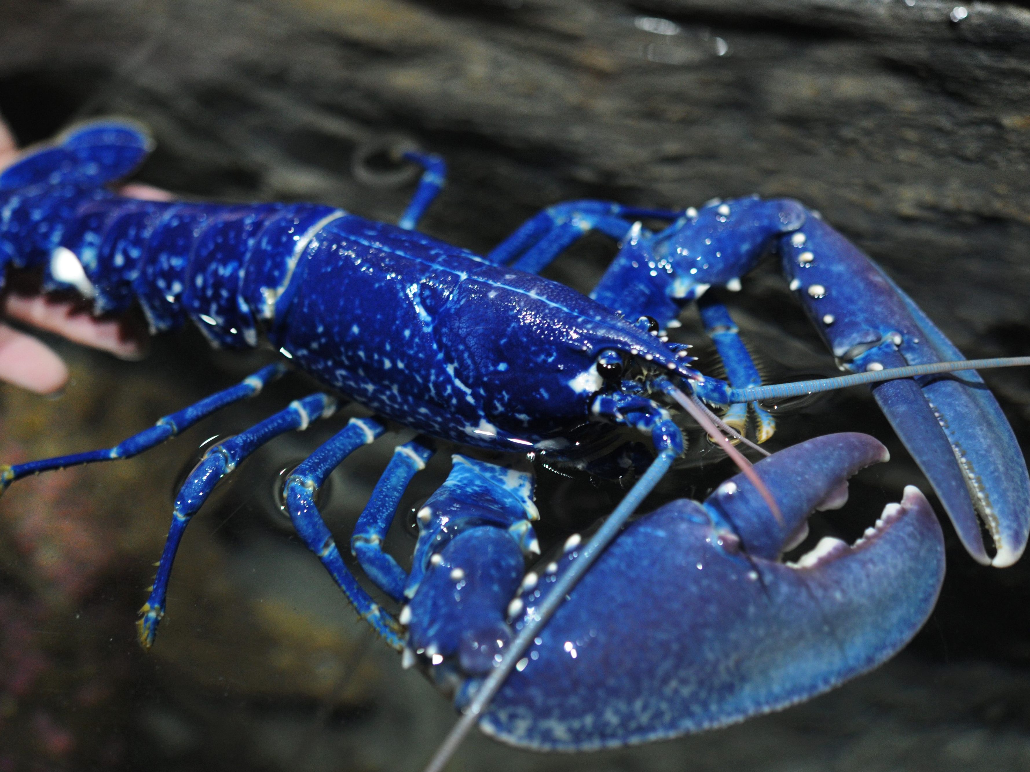 Gibt es wirklich, aber extrem selten: blaue Hummer. (Symbolbild)