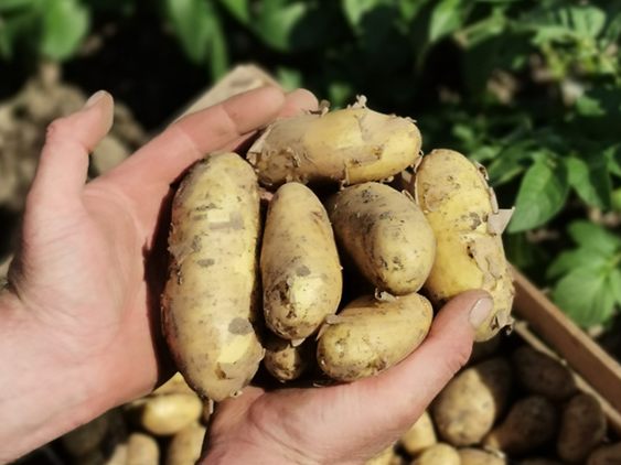 Ländle Frühkartoffeln | © Ländle Qualitätsprodukte Marketing GmbH