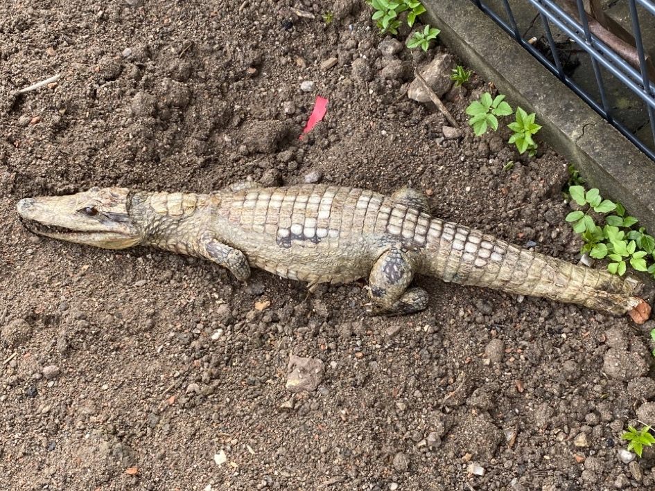 Das Krokodil wurde von aufmerksamen Passanten entdeckt.