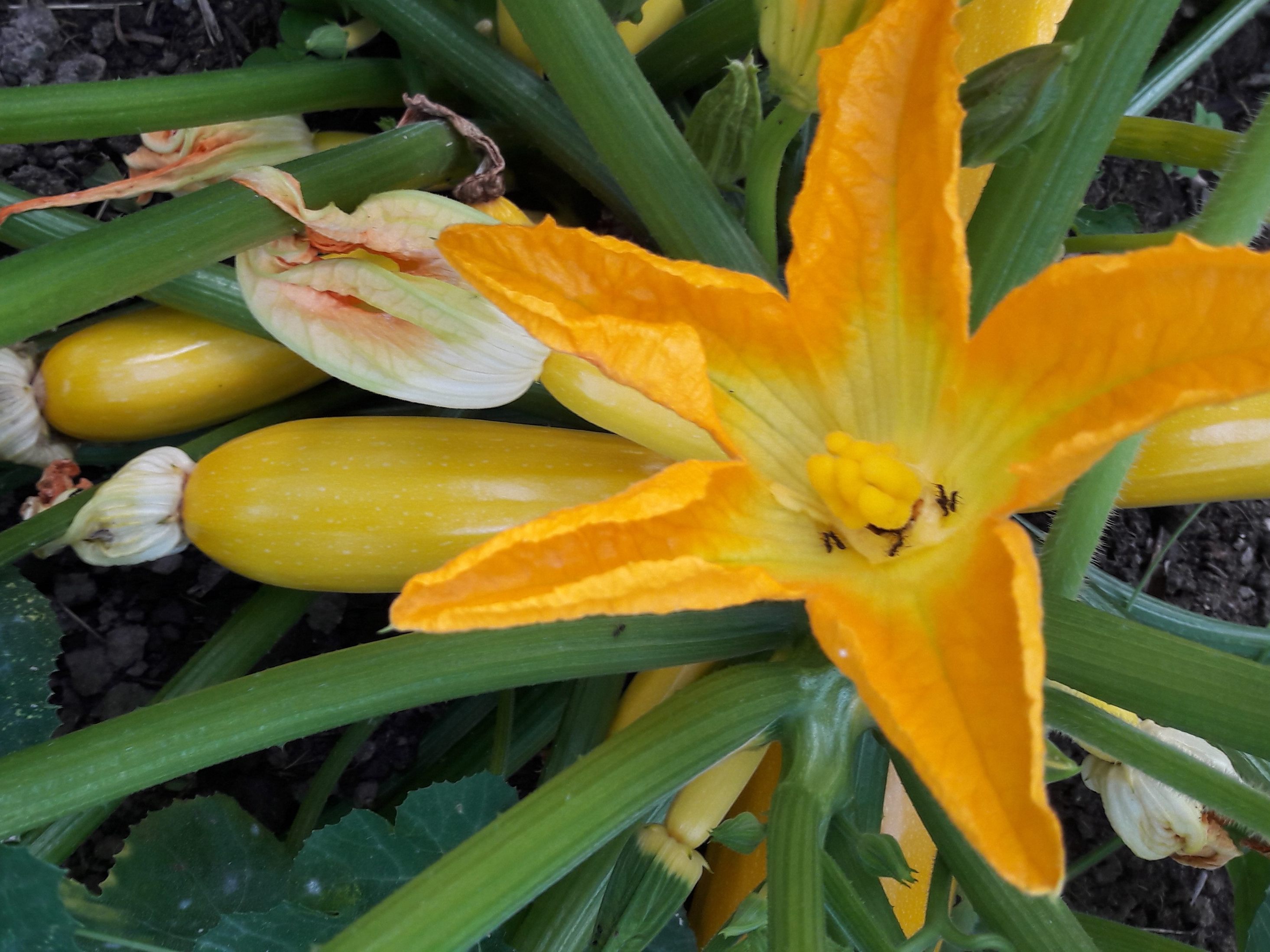 Als Topfpflanze brauchen Zucchini 50 bis 80 Liter nahrhafte Erde sowie regelmäßig Wasser. Als Topfpflanze brauchen Zucchini 50 bis 80 Liter nahrhafte Erde sowie regelmäßig Wasser.