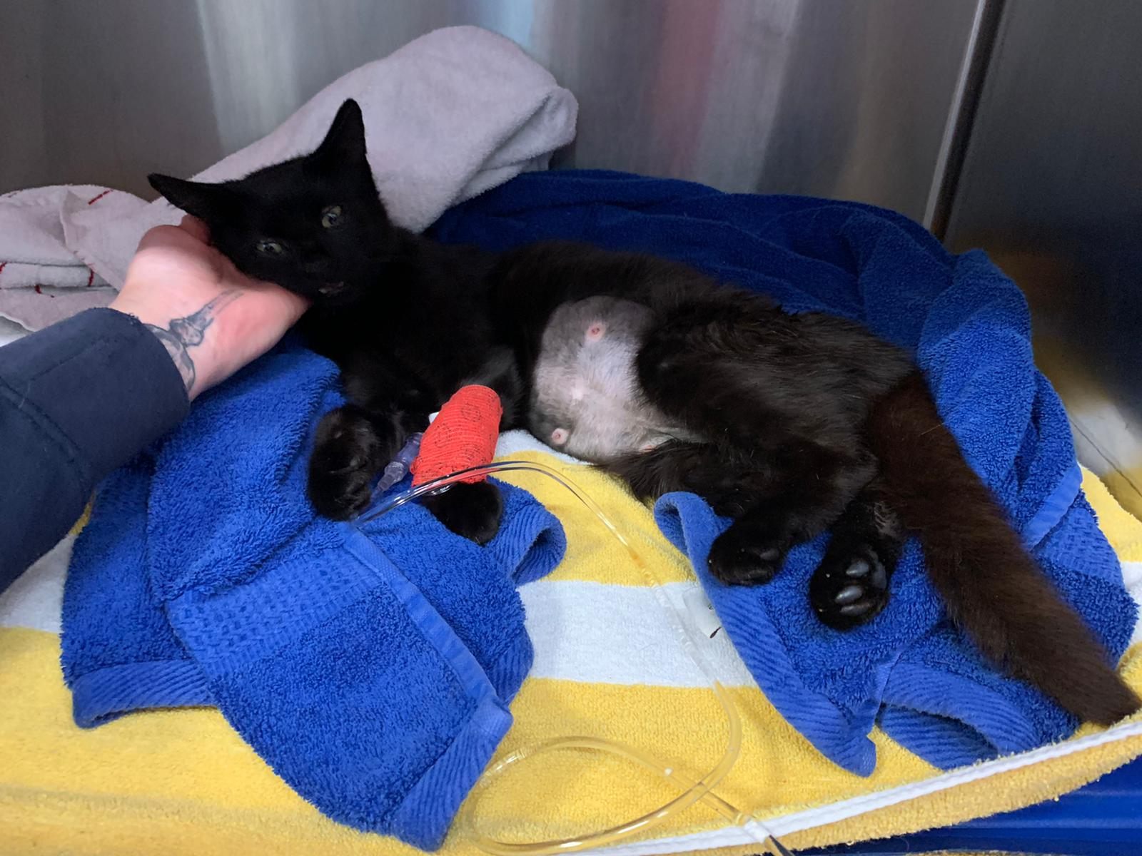 Die katze wurde in Oberösterreich angeschossen.