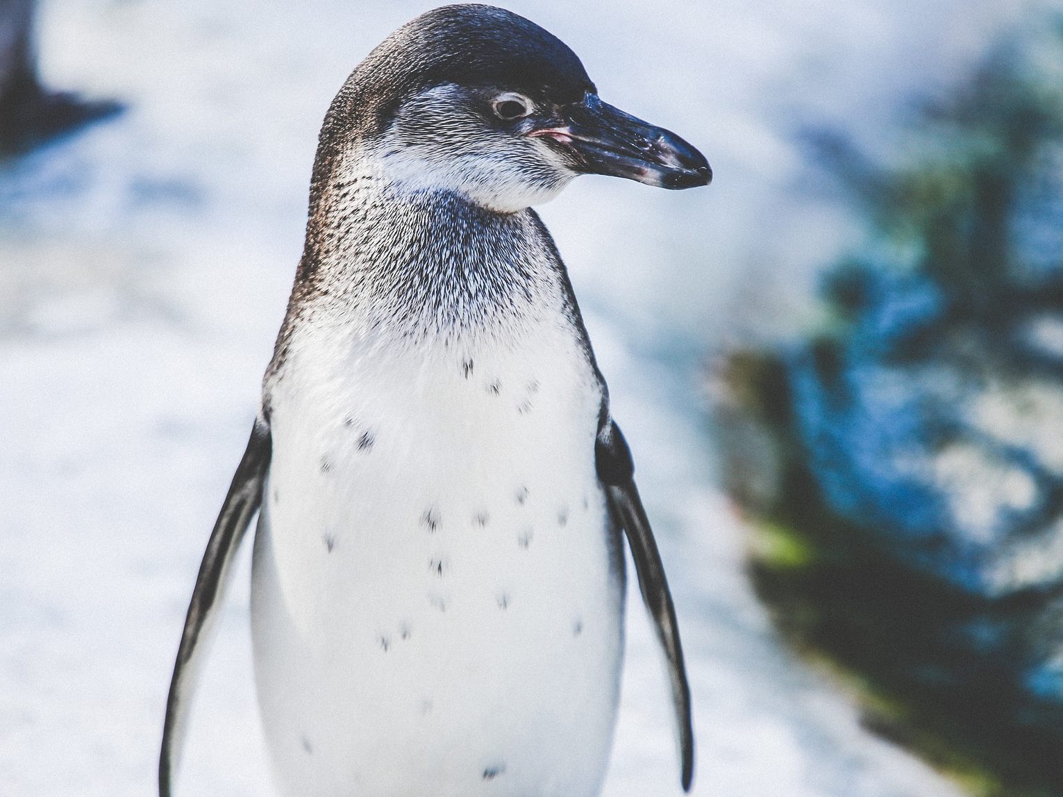 Der Pinguin ist anscheinend nicht gerne allein.