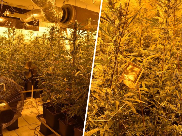 Die Polizei stellte rund 670 Cannabis-Pflanzen in der Wohnung sicher.