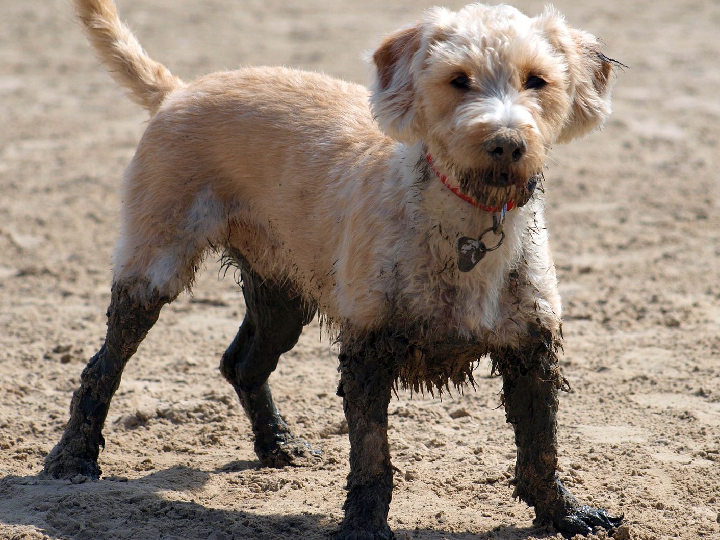 Der Hund fühlt sich richtig wohl im Schlamm.