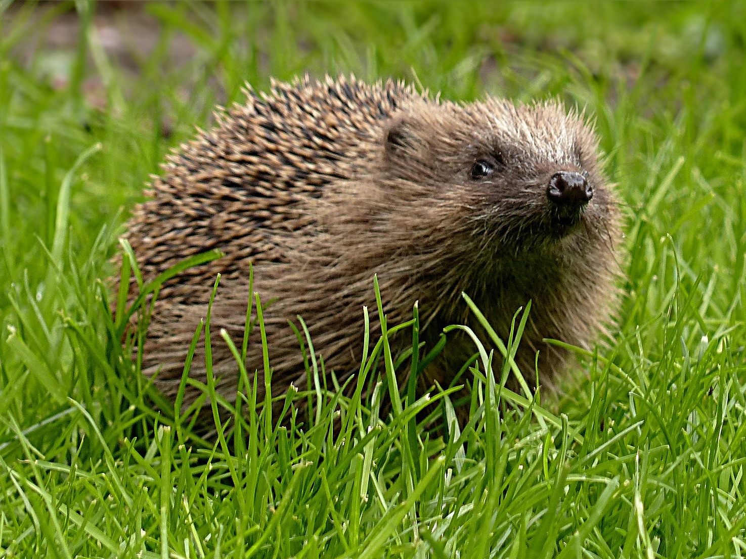 Igel sind besonders gefährdet, da sie sich bei Gefahr zusammenrollen. Igel sind besonders gefährdet, da sie sich bei Gefahr zusammenrollen.