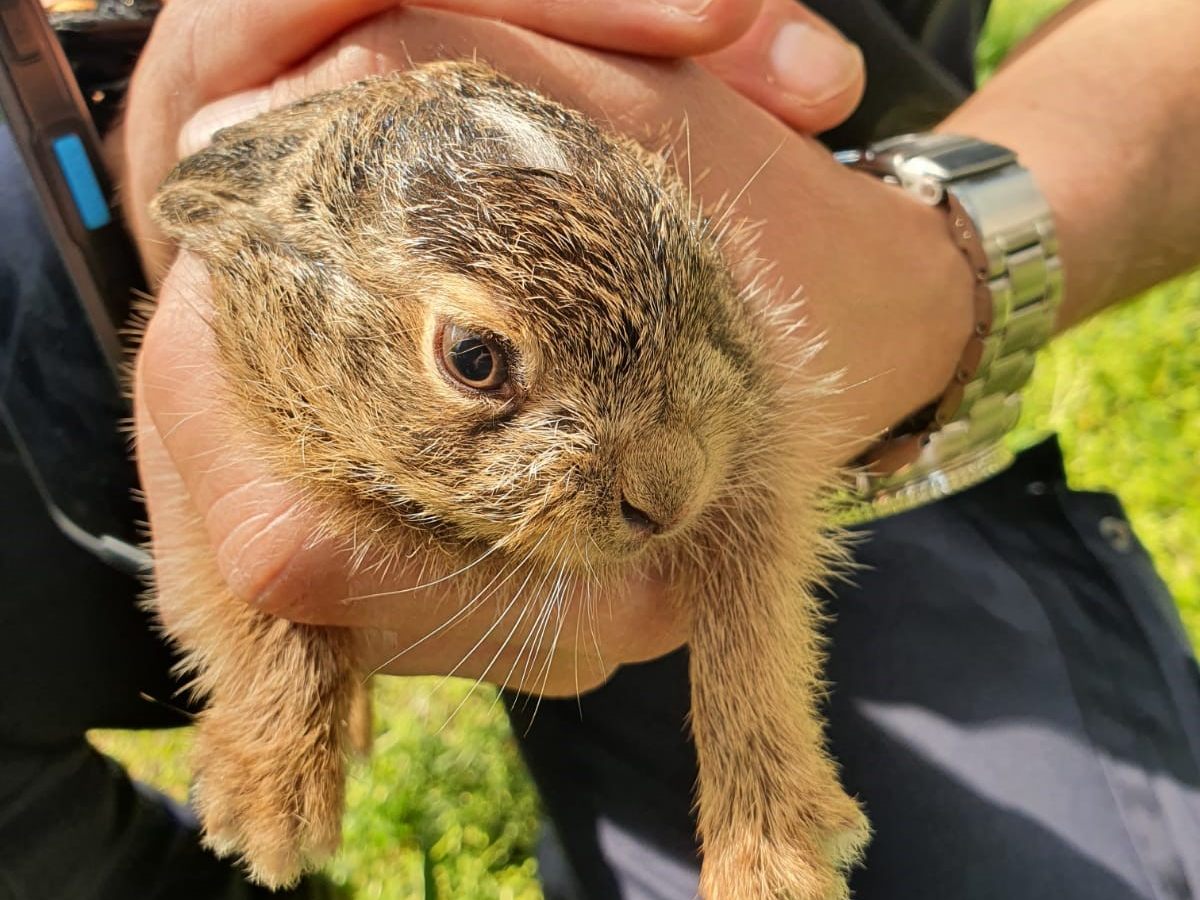 Der junge Hase wurde von einer Krähe attackiert, Parksheriffs schritten ein.