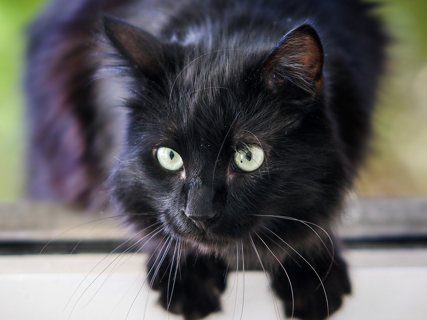 Die Katze hat den Sprung unversehrt überstanden.