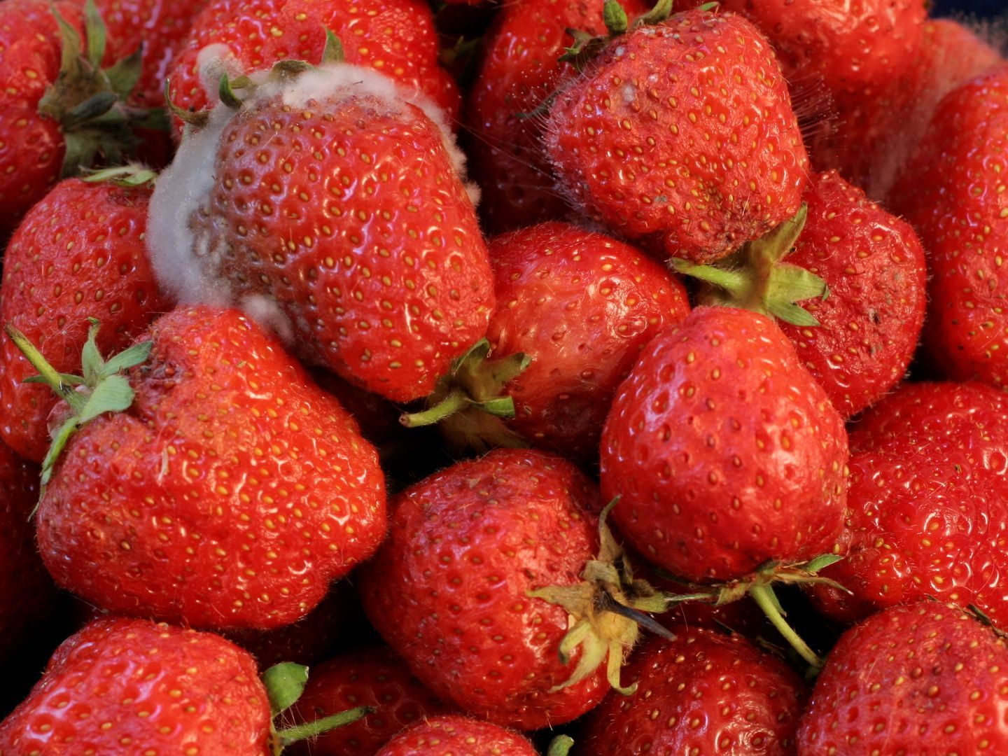 Bei Erdbeeren reicht es etwa nicht, die betroffenen Stellen einfach wegzuschneiden. Bei Erdbeeren reicht es etwa nicht, die betroffenen Stellen einfach wegzuschneiden.