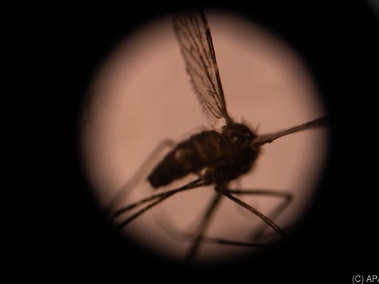 Malaria wird von infizierten Anopheles-Mücken übertragen