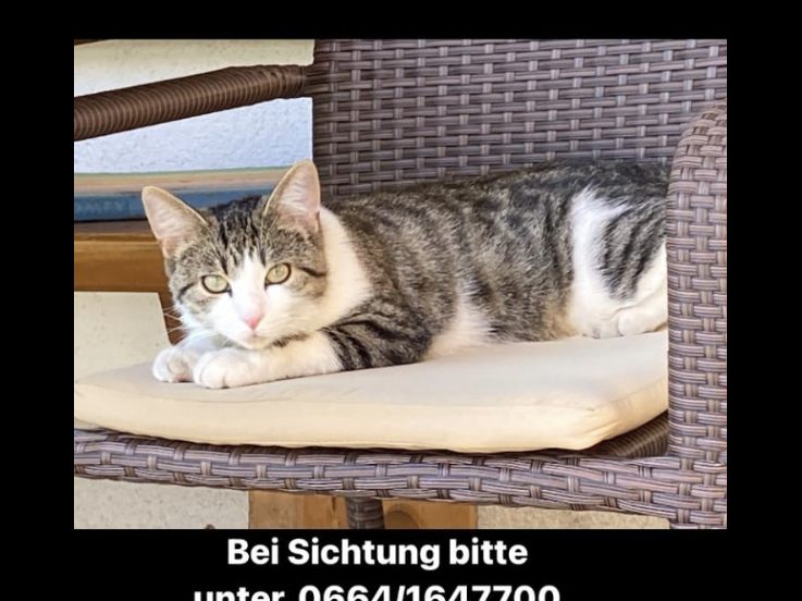 Such Bild
