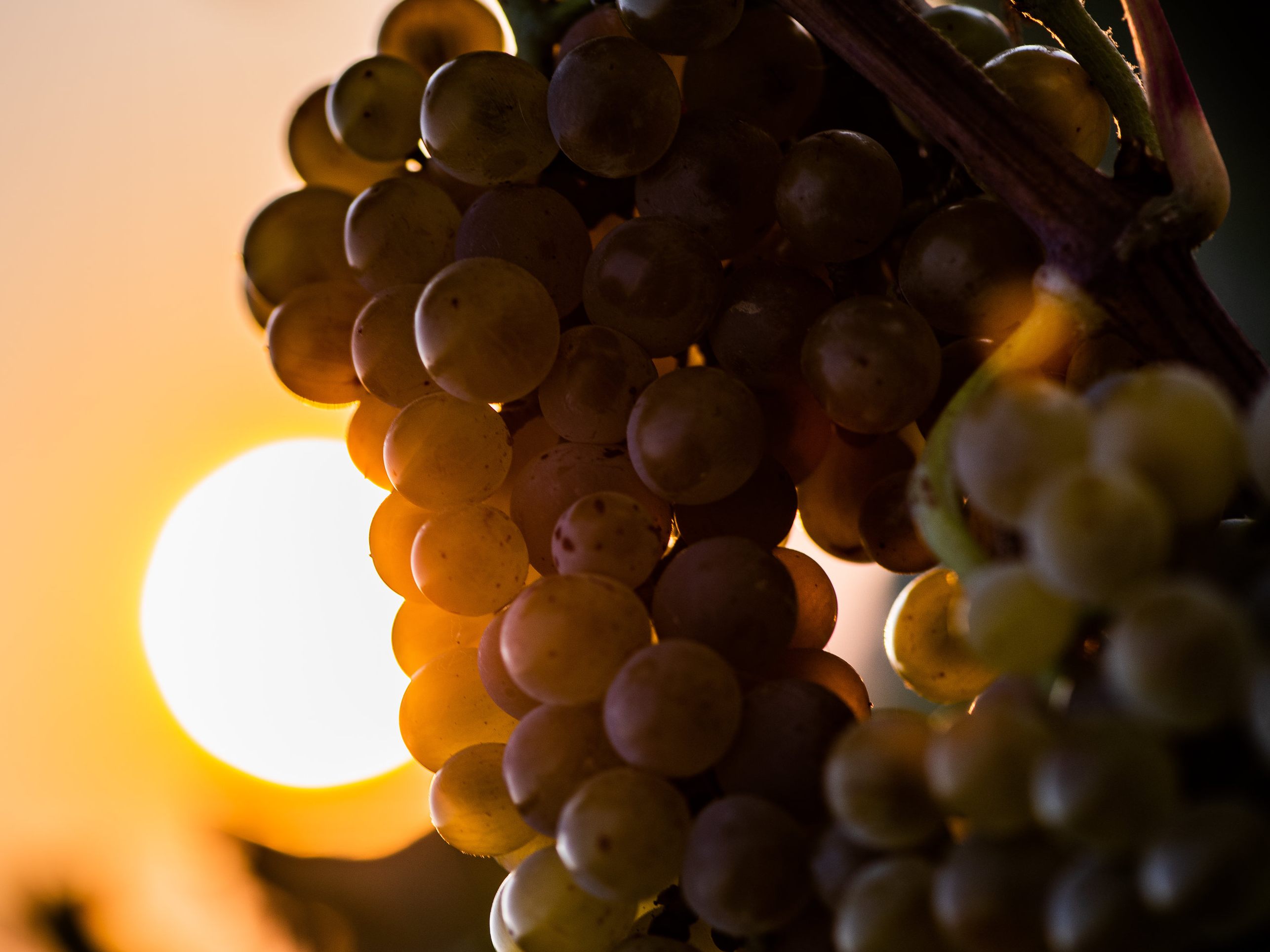 Wein-Fälschungen spielen eine Rolle.