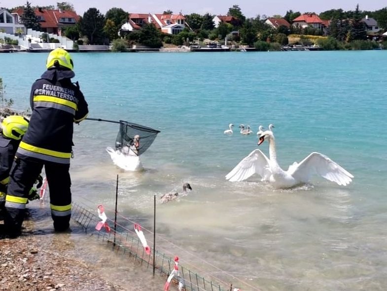 Der kleine Schwan hatte sich in einem Zaun in der Nähe des Ufers verfangen.