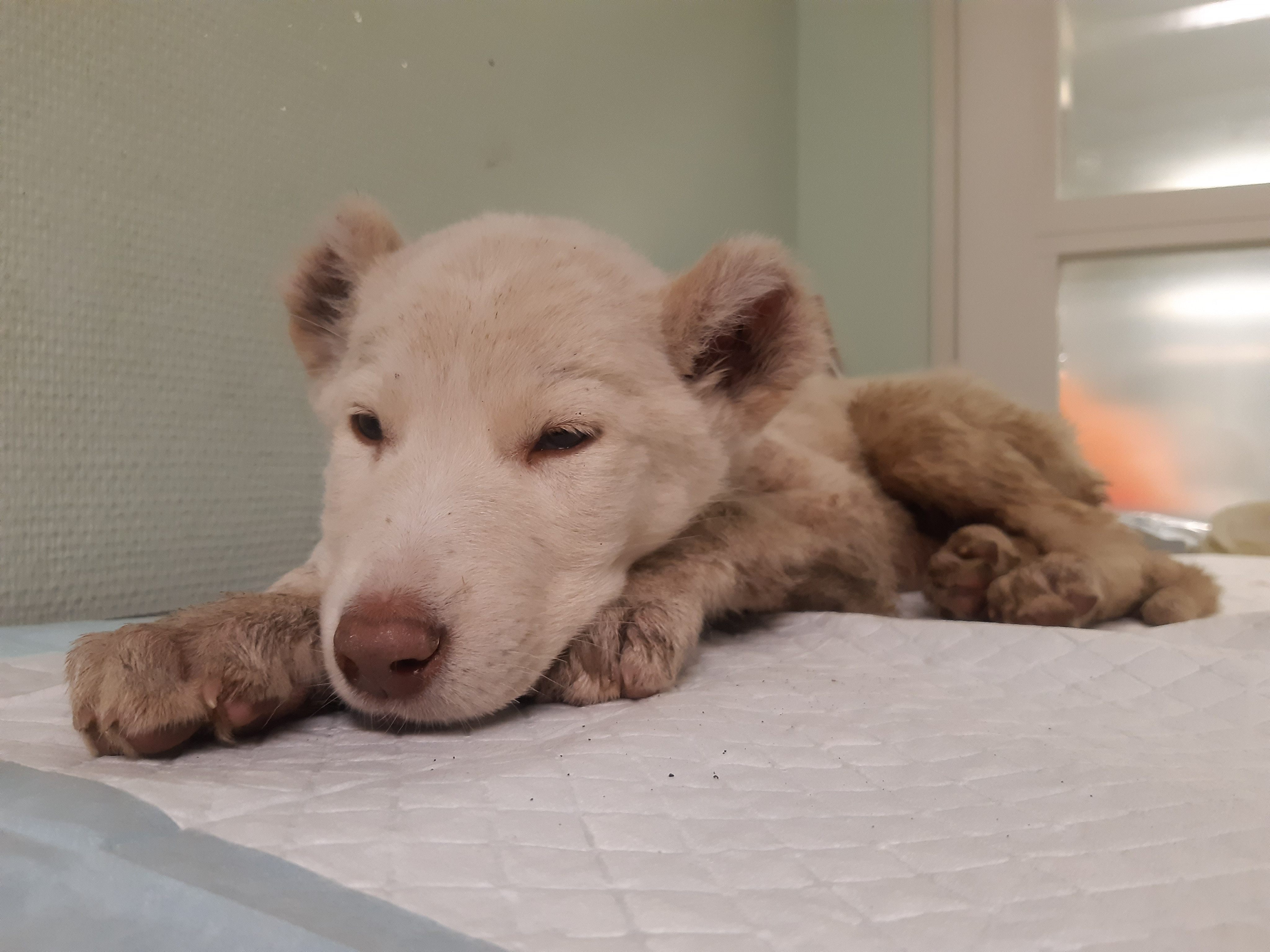 Unter anderem wurden sieben Hundewelpen innerhalb einer Woche in Wien ausgesetzt. Unter anderem wurden sieben Hundewelpen innerhalb einer Woche in Wien ausgesetzt.