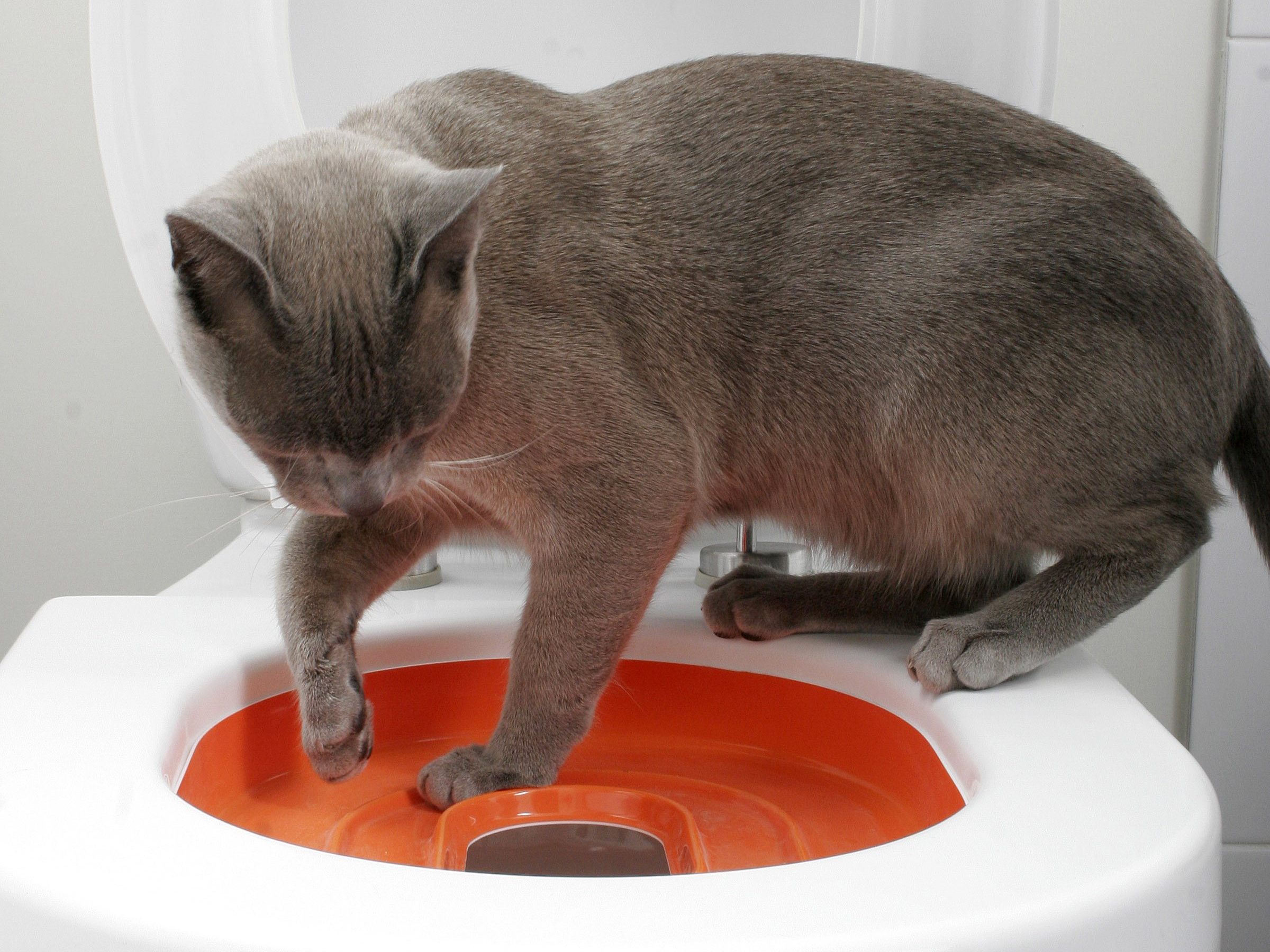 Diese Katze kann eigenständig auf die Toilette gehen.