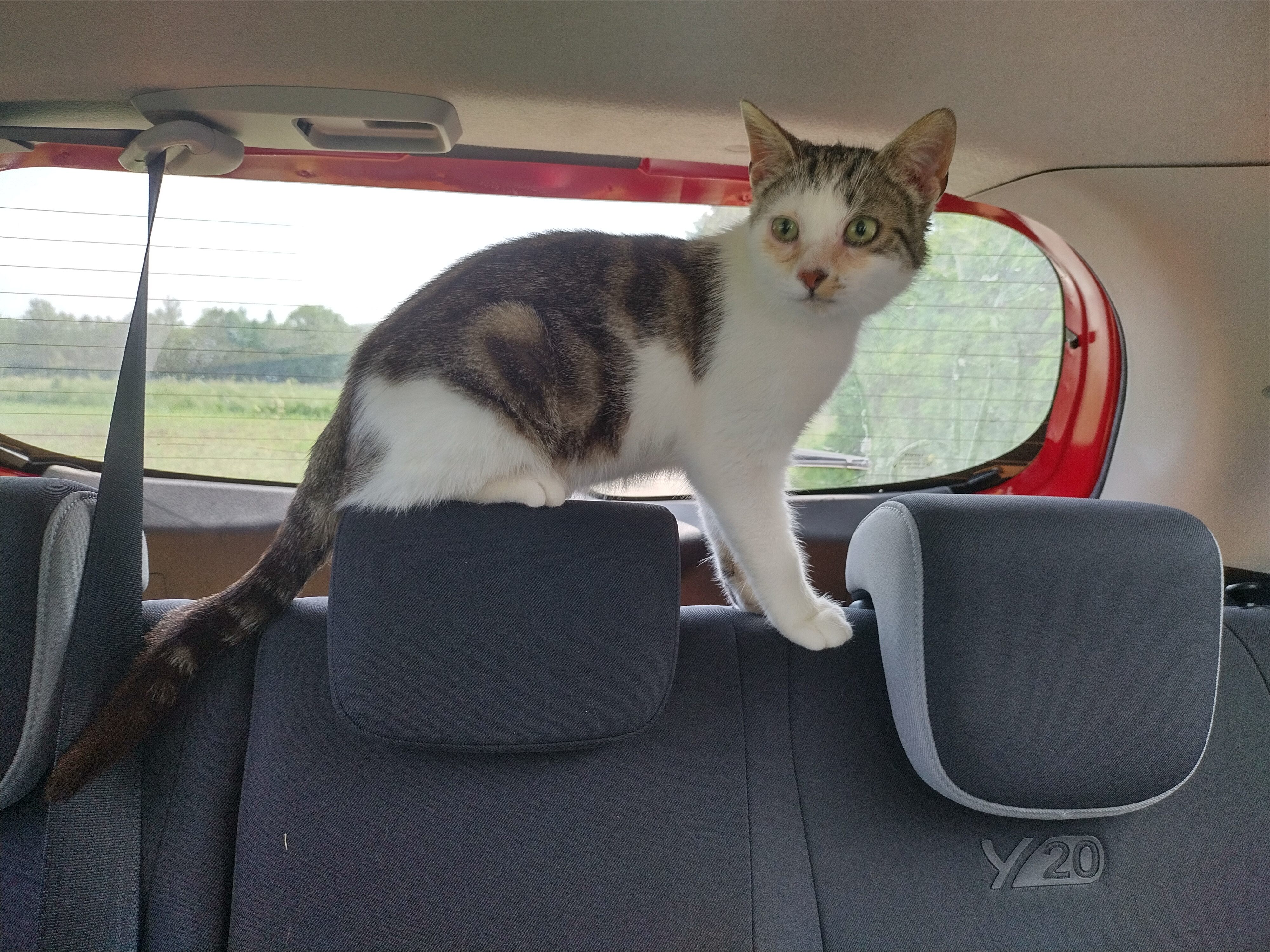 Kater zugelaufen Peuerbach
