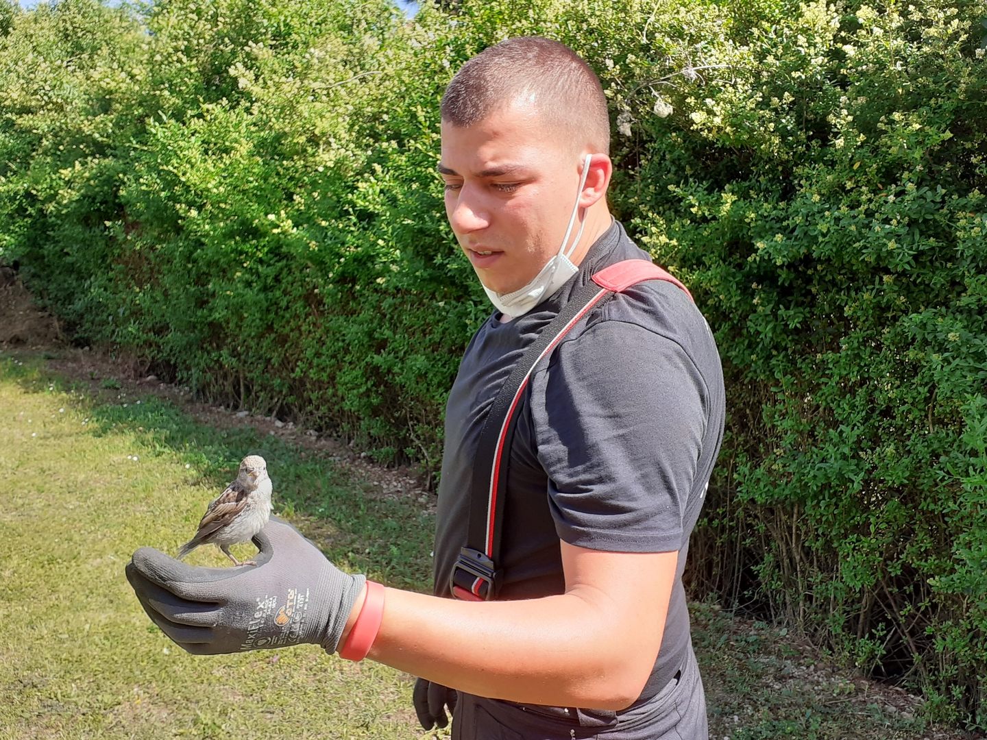 Der Jungvogel konnte gerettet werden.