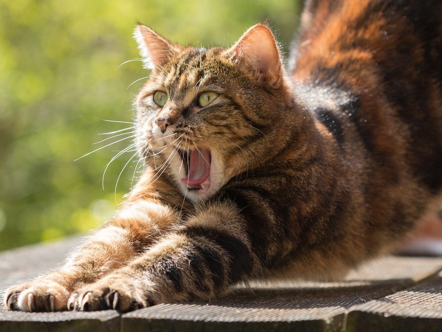 Die Katze ist kurz bewusstlos.