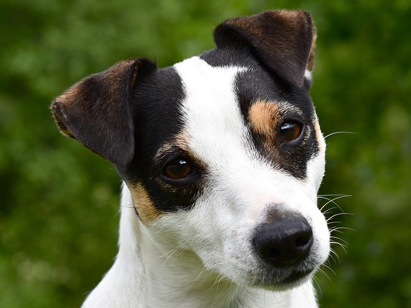 Dieser Hund lässt sich nicht so leicht aufhalten.