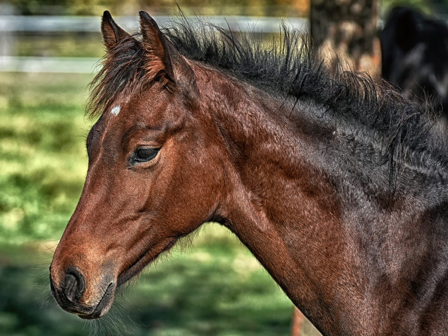Das Pferd konnte von der Feuerwehr aus dem Sumpf gezogen werden.