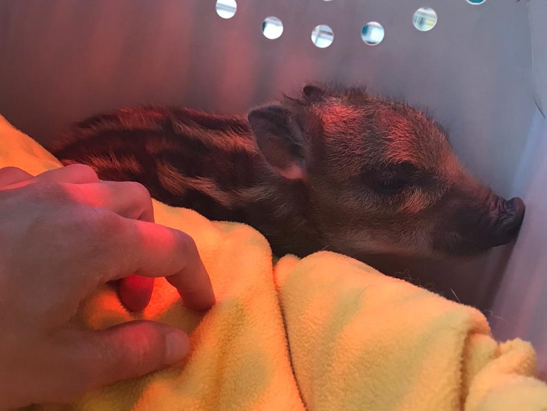 Dieser wenige Stunden alte Wildschwein-Frischling wurde im Nordburgenland gerettet