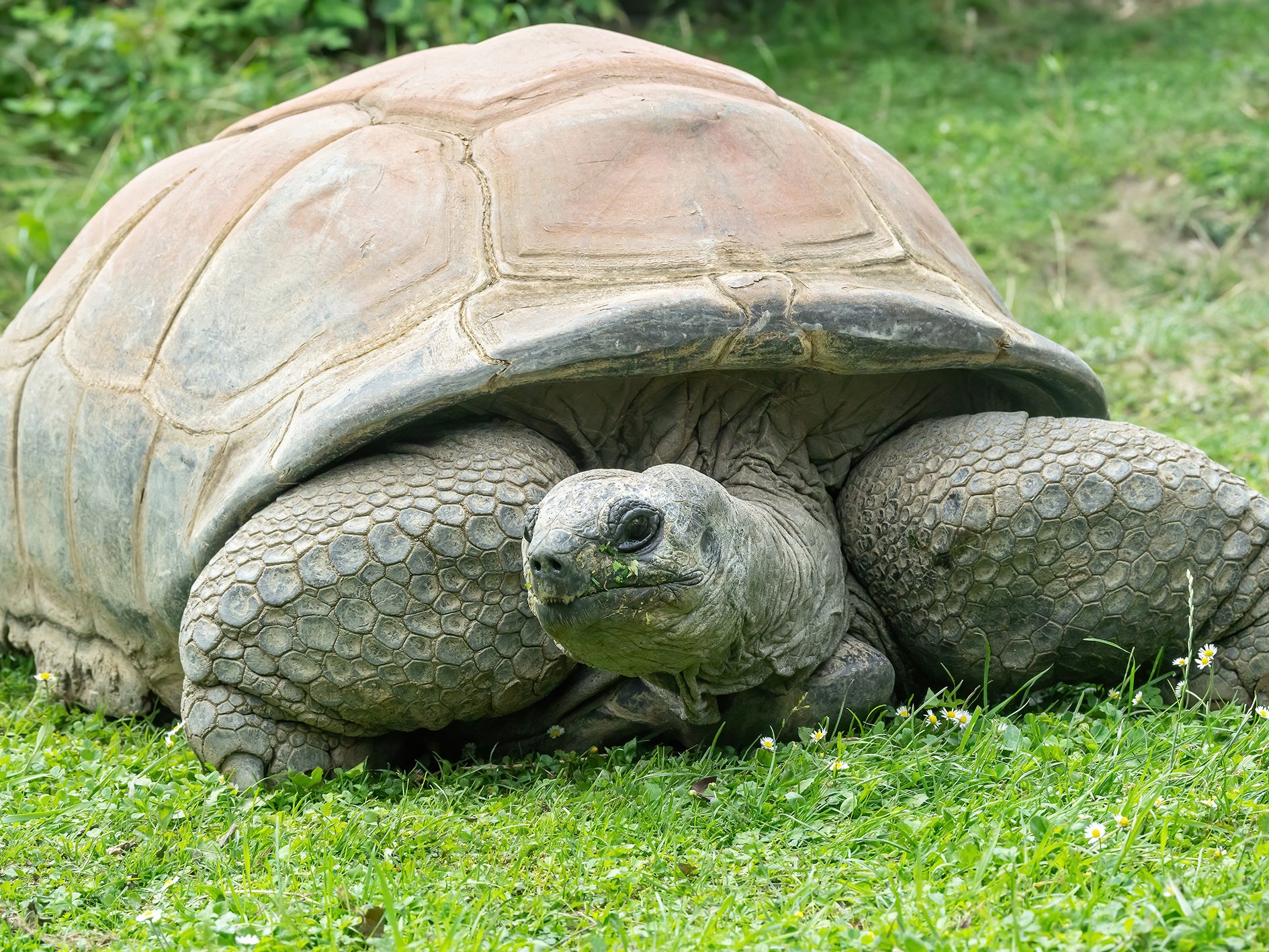 Riesenschildkröte Schurli ist am Montag gestorben.