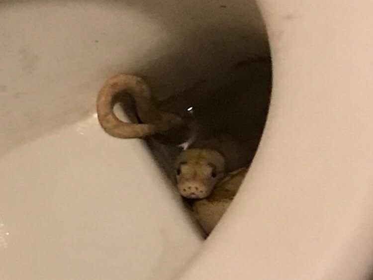 1,6 Meter lange Albino-Netzpython zwickte 65-Jährigen in die Genitalien. 1,6 Meter lange Albino-Netzpython zwickte 65-Jährigen in die Genitalien.