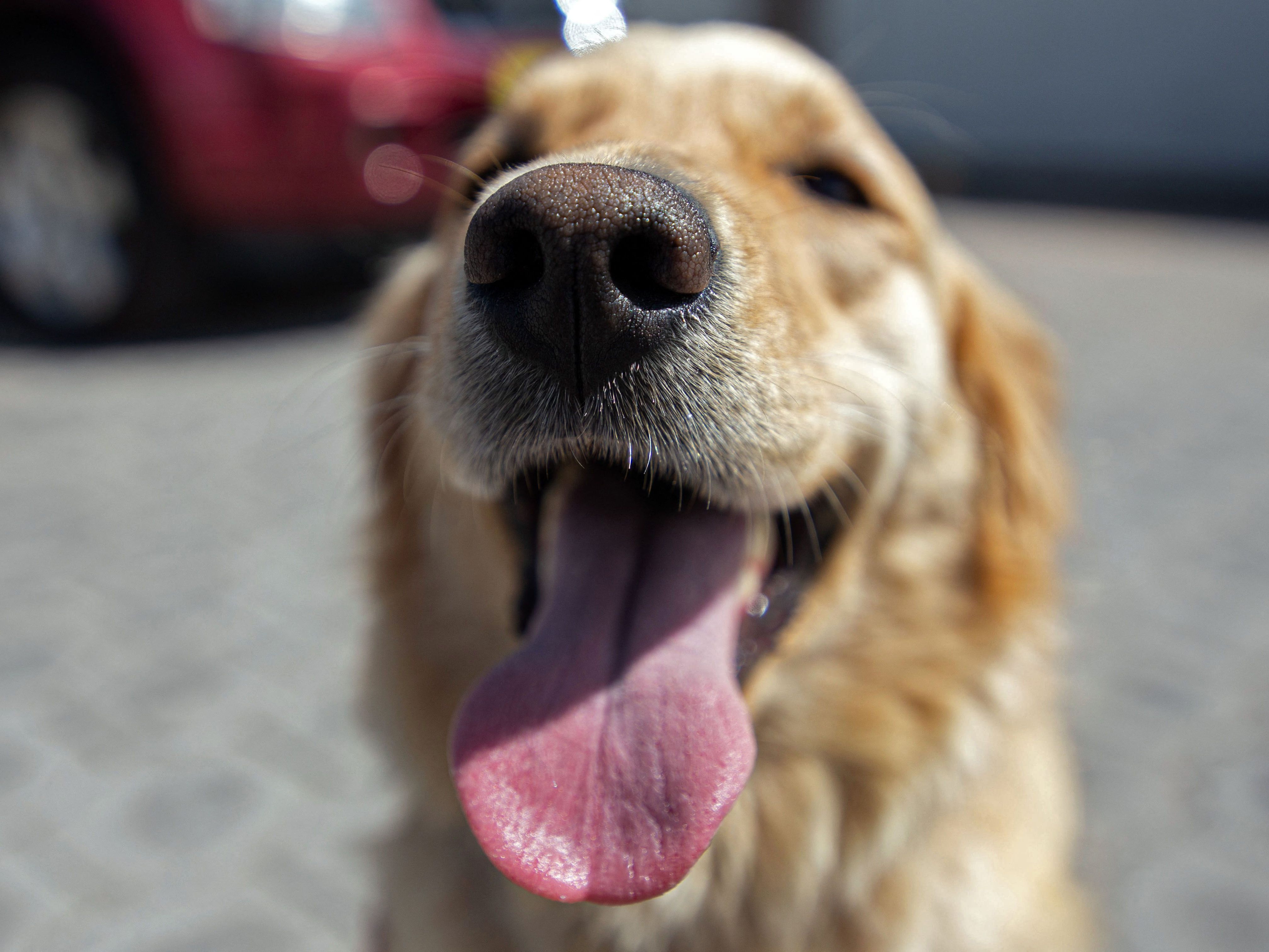 Ein Hund konnte von einer Feuerwehrfrau befreit werden.