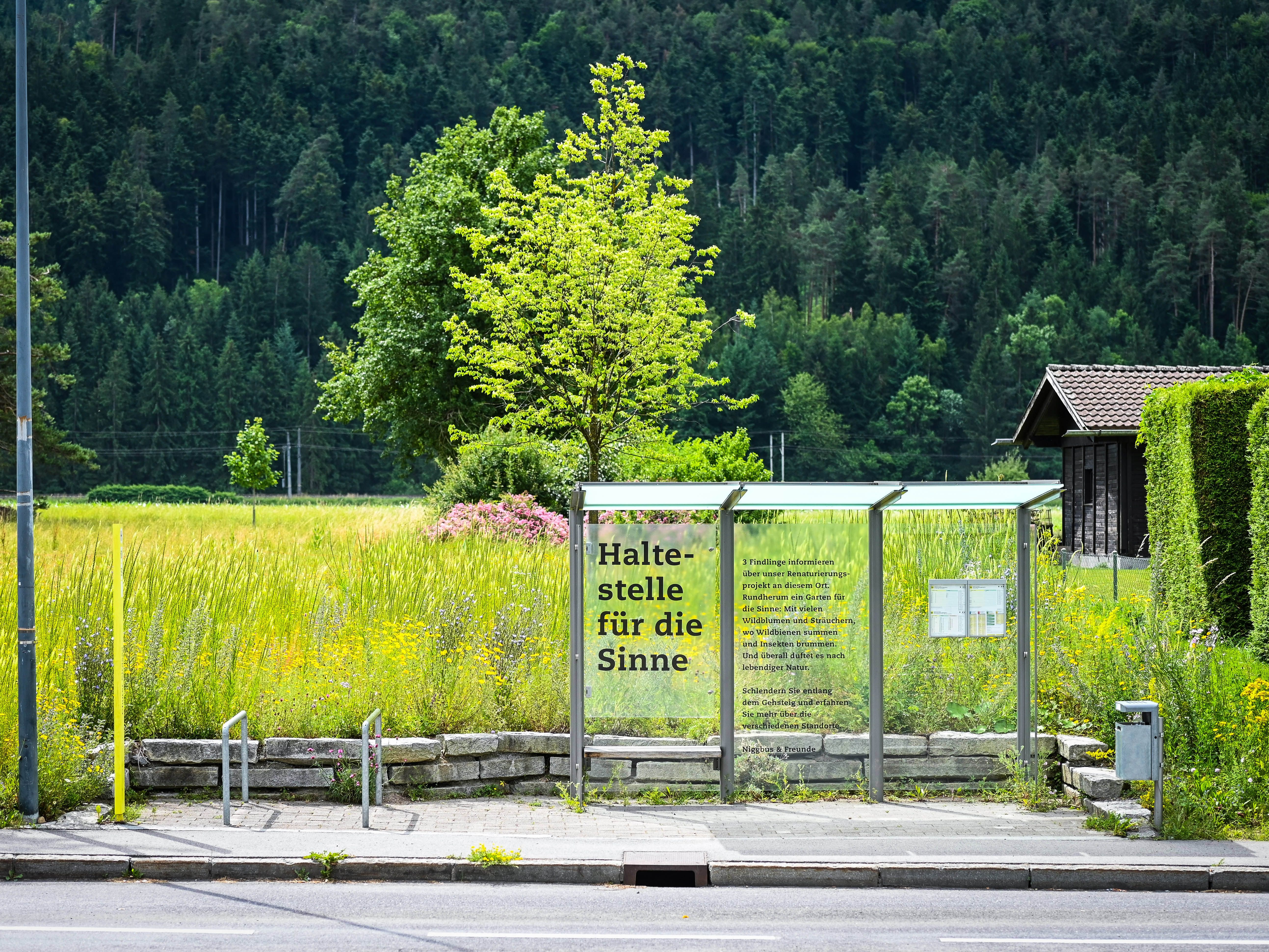 Rund um die Bushaltestelle Churer Straße am Betriebsgelände von Niggbus ist ein Naturparadies mit großer Wildblumen-Vielfalt entstanden. Rund um die Bushaltestelle Churer Straße am Betriebsgelände von Niggbus ist ein Naturparadies mit großer Wildblumen-Vielfalt entstanden.