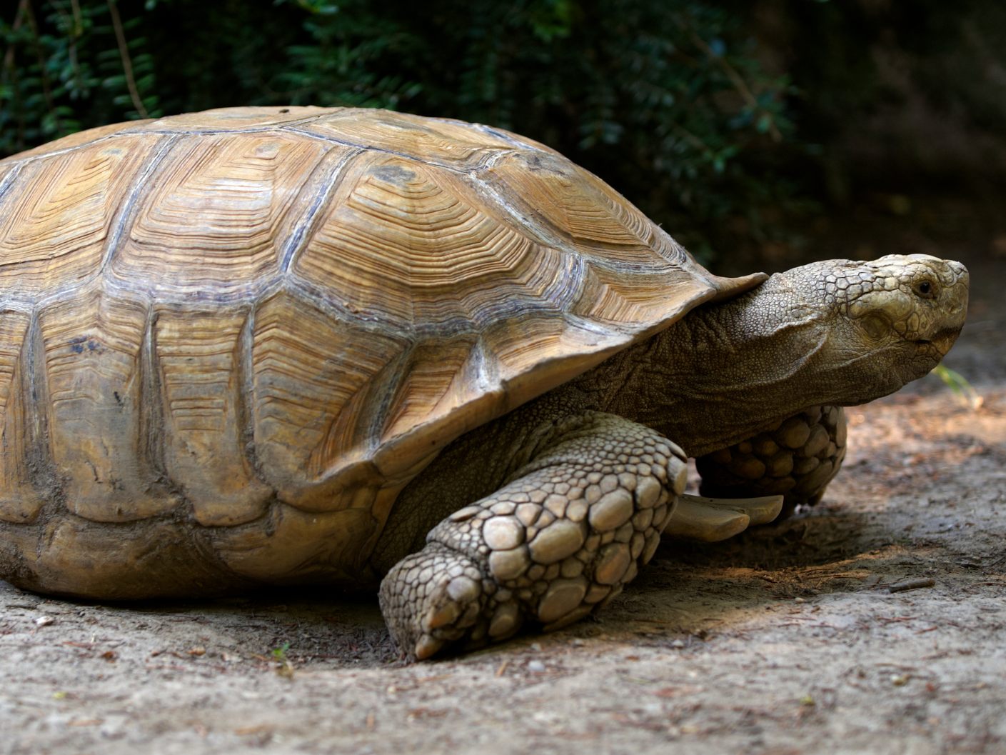 Diese Schildkröte weiß sich selbst zu helfen.