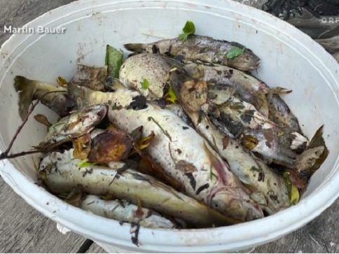 Laut Fischaufsehen gingen Tausende Tiere zugrunde. Laut Fischaufsehen gingen Tausende Tiere zugrunde.