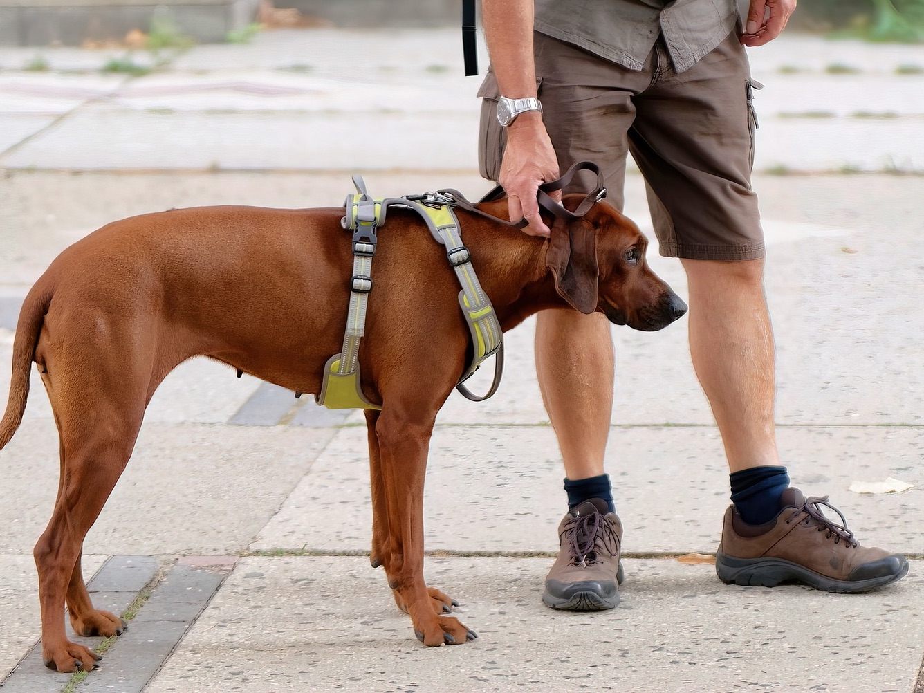 Ein Hundehalter soll seinen Kontrahenten im 2. Wiener Gemeindebezirk mit einem Messer bedroht haben