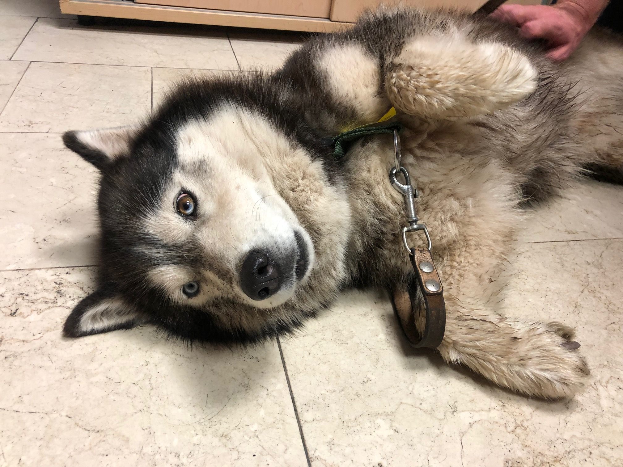 Der Husky musste von den Polizisten über ein Geländer gehoben werden.
