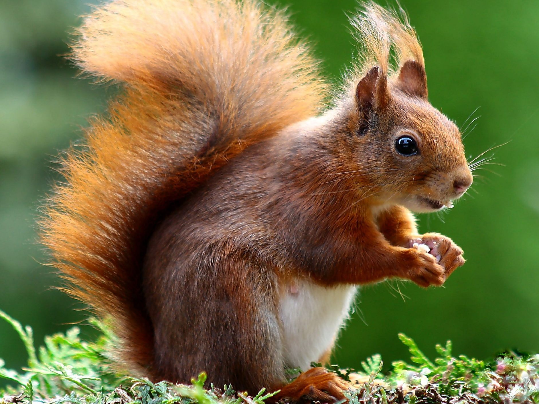 Damit hat das Eichhörnchen nicht gerechnet.