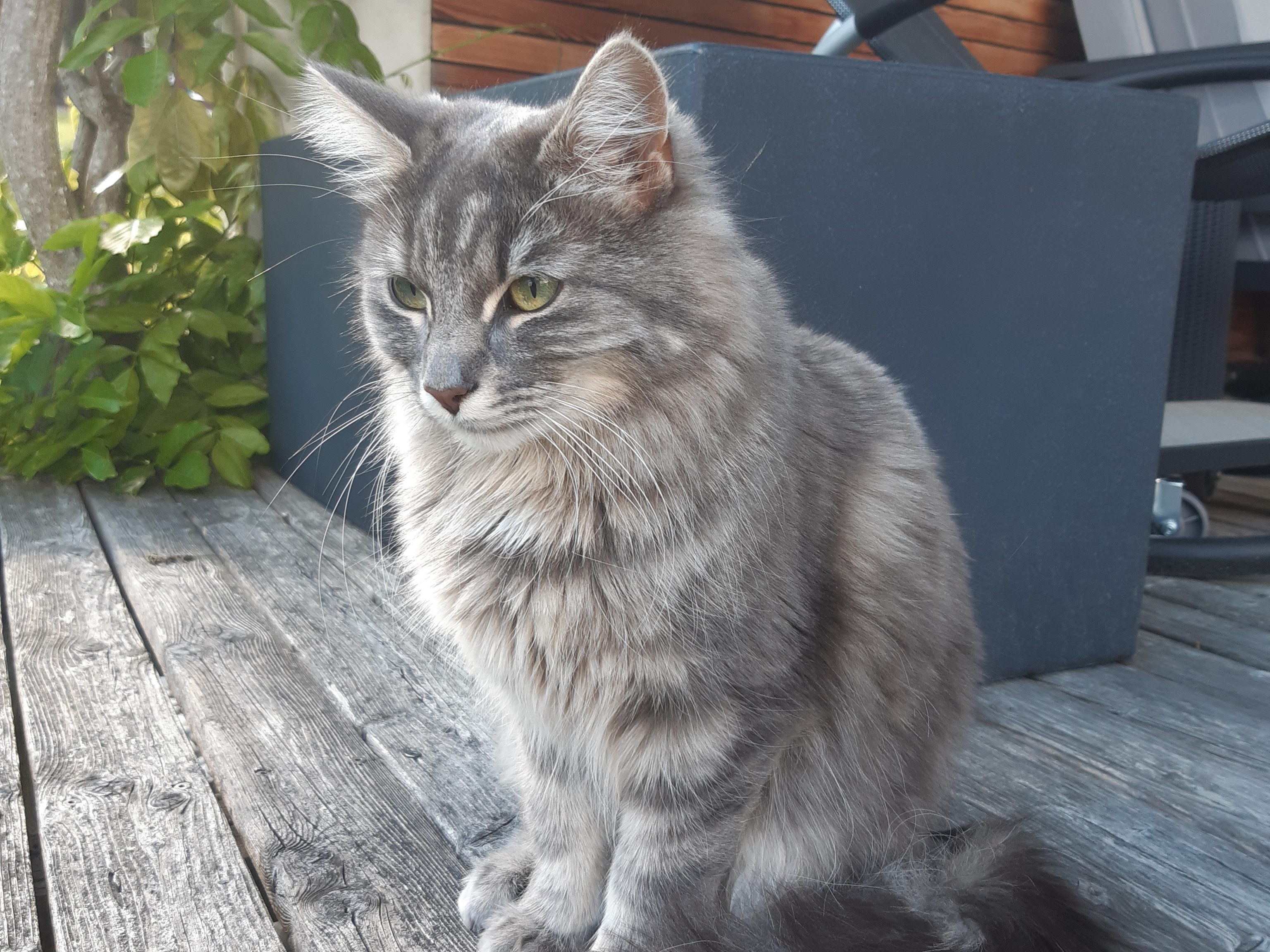 Kira