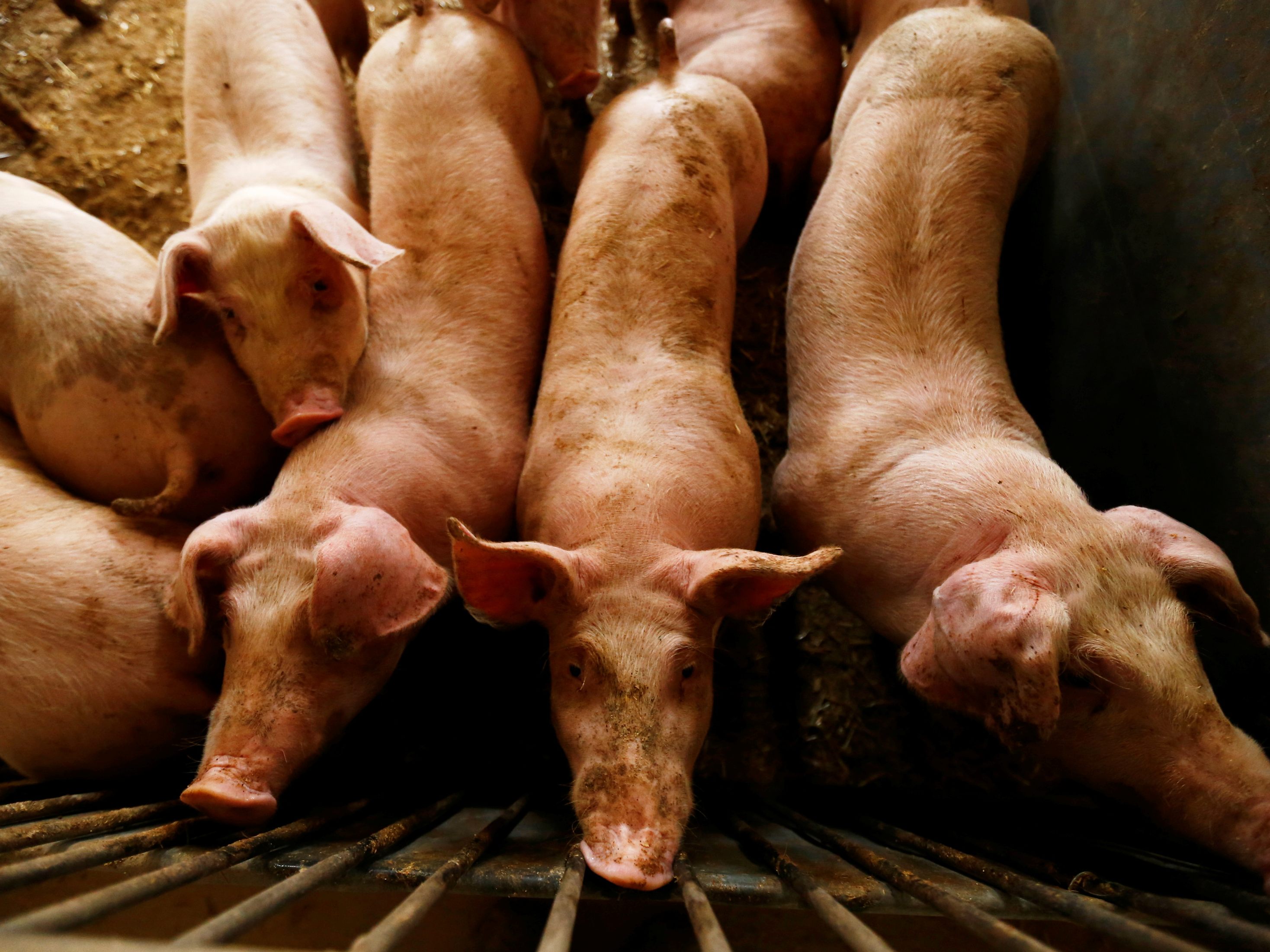 Schweinemäster sind mit Preisdruck konfrontiert. Schweinemäster sind mit Preisdruck konfrontiert.