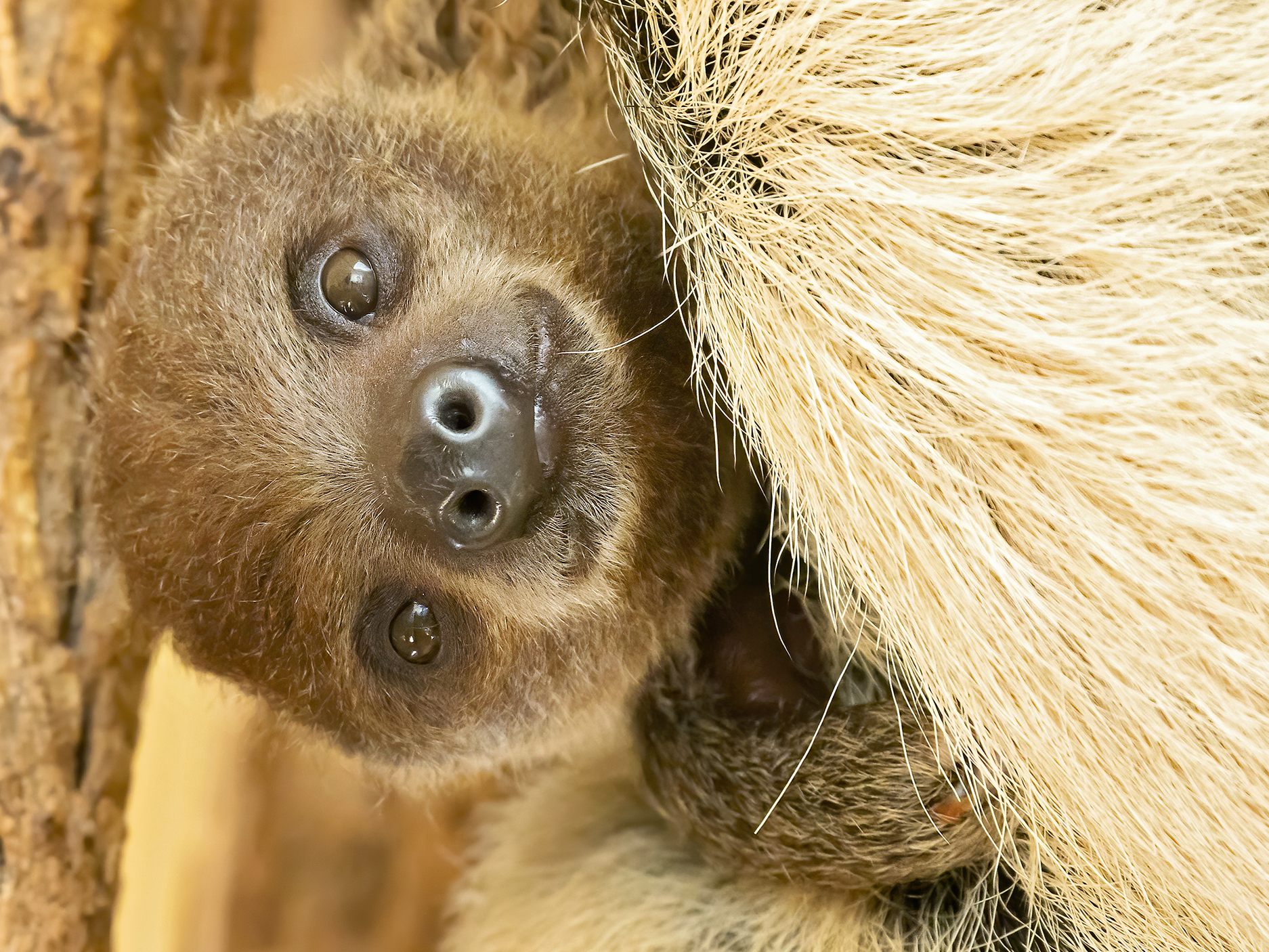 Dieses süße Faultier-Baby kann man ab sofort im Tiergarten Schönbrunn bewundern.