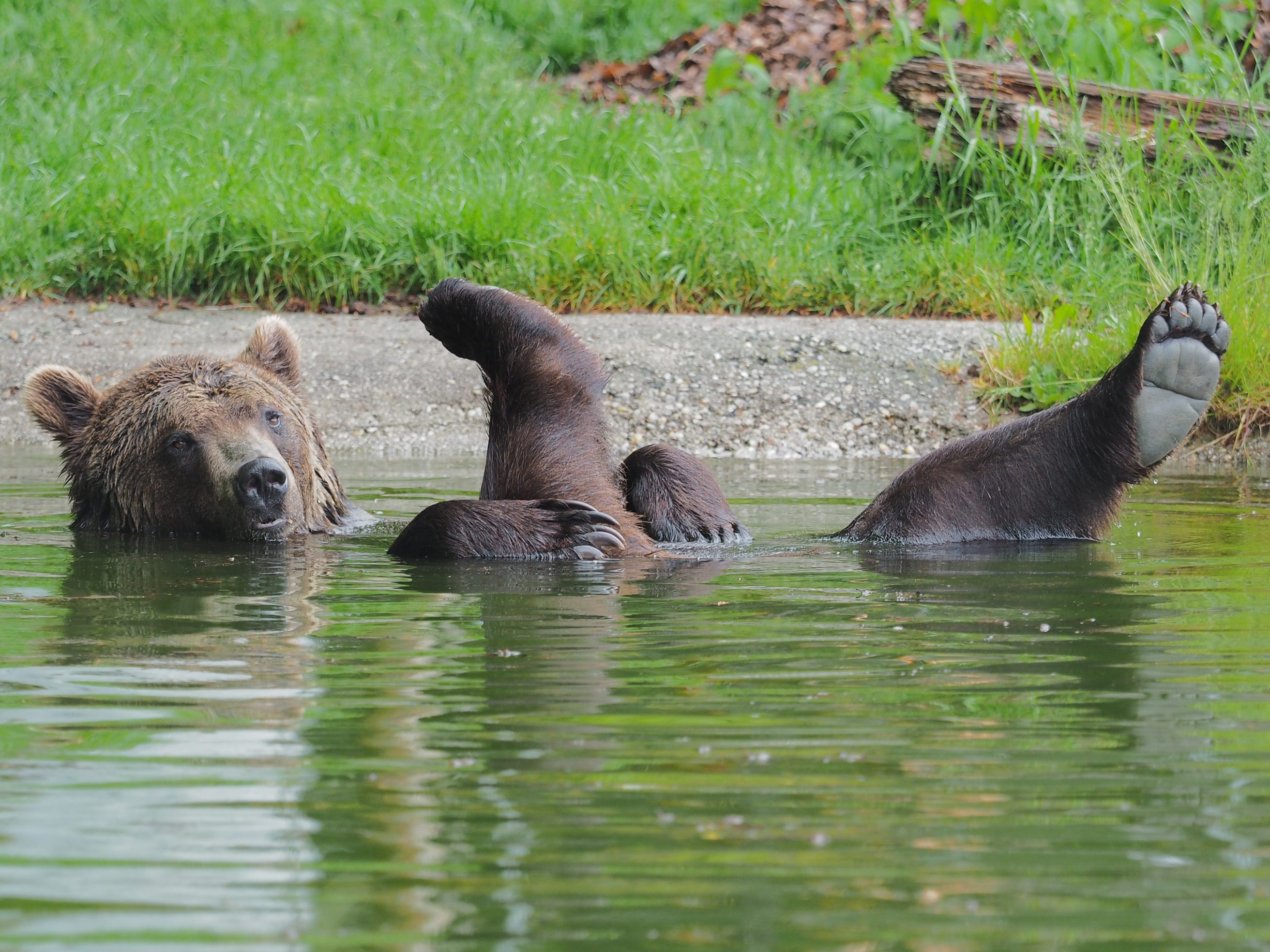 "Erich" bestach im Wasser durch Anmut und Eleganz.
