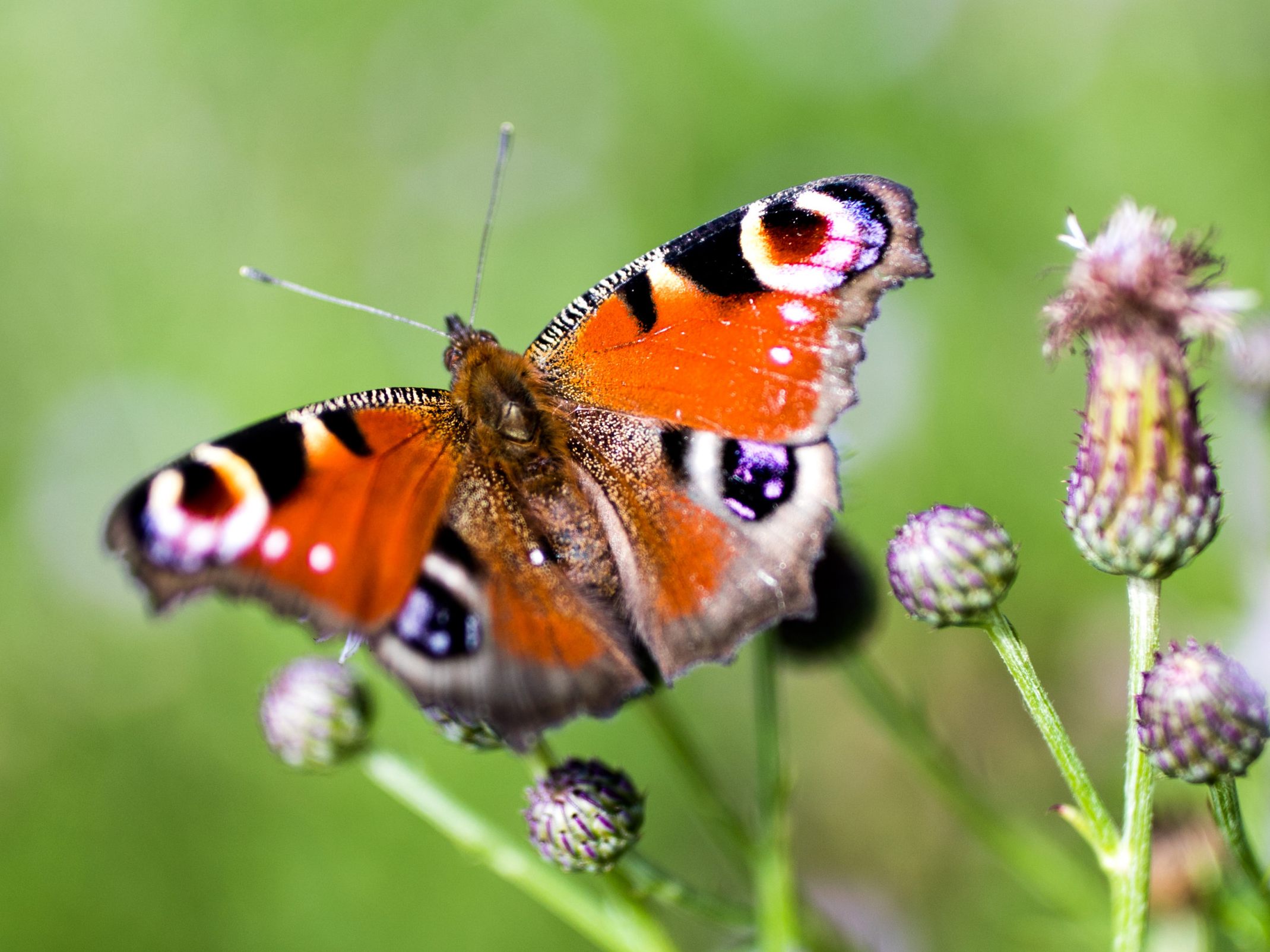 In Thailand wurde ein Riesen-Schmetterling entdeckt.
