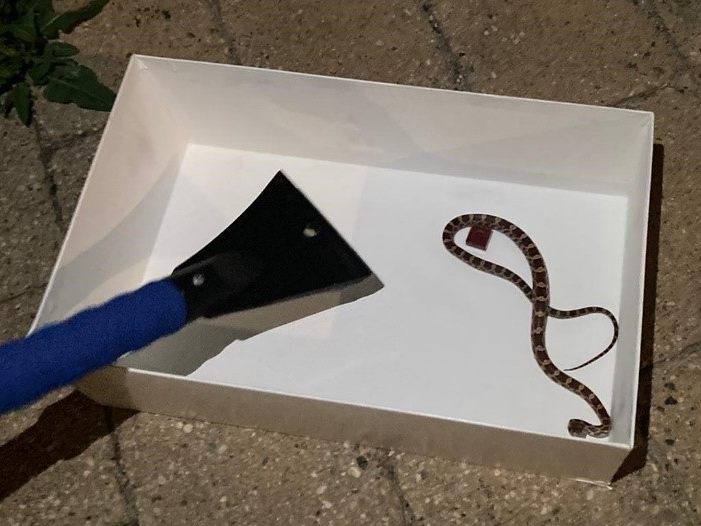 Die Polizisten entdeckten die Kornnatter unter der Couch und übergaben sie dem Forstamt.