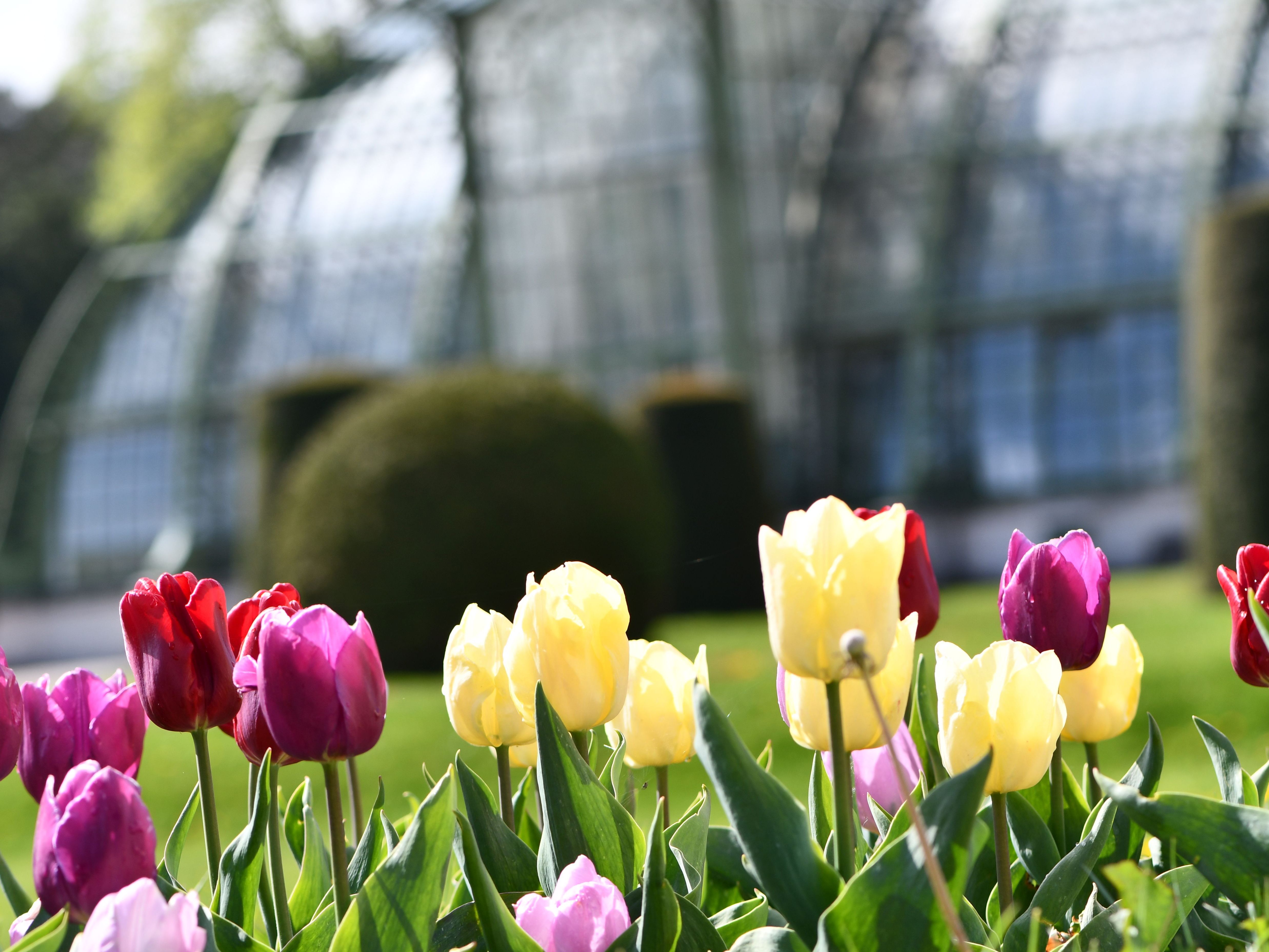 Beim Schloss Schönrunn wird wieder zur großen Blumenzwiebelaktion geladen